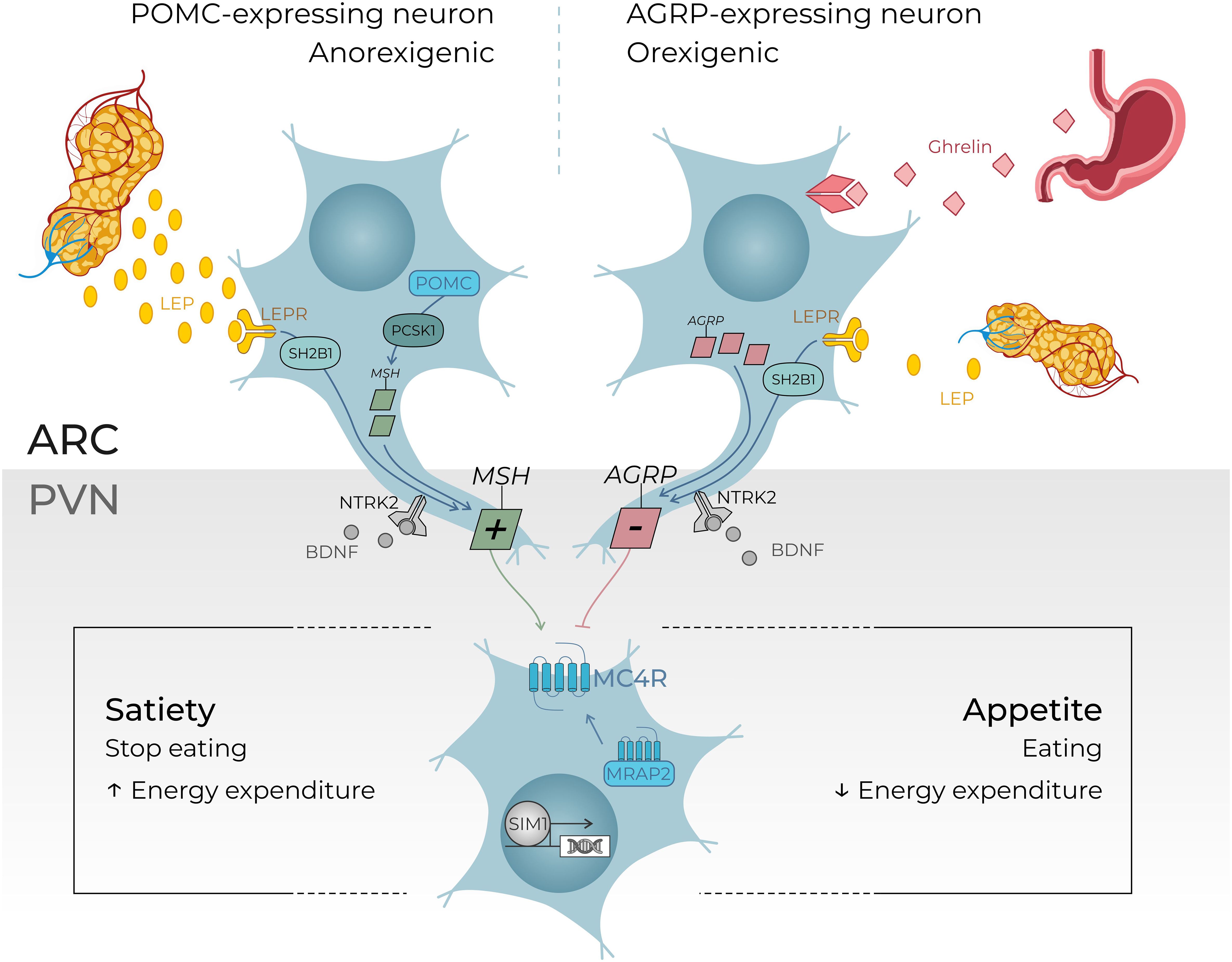 Diagram depicting the interaction of POMC and AGRP neurons, highlighting anorexigenic and orexigenic pathways. POMC neurons, influencing satiety, connect to LEP and LEPR receptors, leading to reduced eating. AGRP neurons, linked to appetite, respond to ghrelin. BDNF and NTRK2 factors are involved. The pathways influence energy expenditure, with increased expenditure from satiety and decreased from appetite. Arcuate nucleus (ARC) links to paraventricular nucleus (PVN).