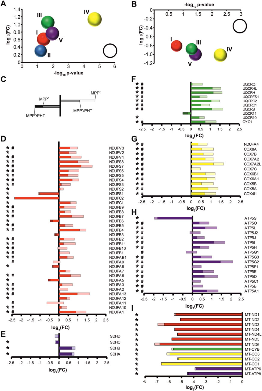 Nine-panel graphic showing gene expression data related to mitochondrial function. Panels A and B display bubble charts with p-values and fold changes for complexes I to V. Panel C depicts a schematic of gene regulation. Panels D to I feature bar graphs showing log2 fold changes for various mitochondrial complex components, color-coded by complex from red to yellow, including proteins like NDUFV3, UQCRQ, COX8A, ATP5H, and MT-ND1. The graphs illustrate differential expression, with bars extending both positively and negatively along the x-axis.