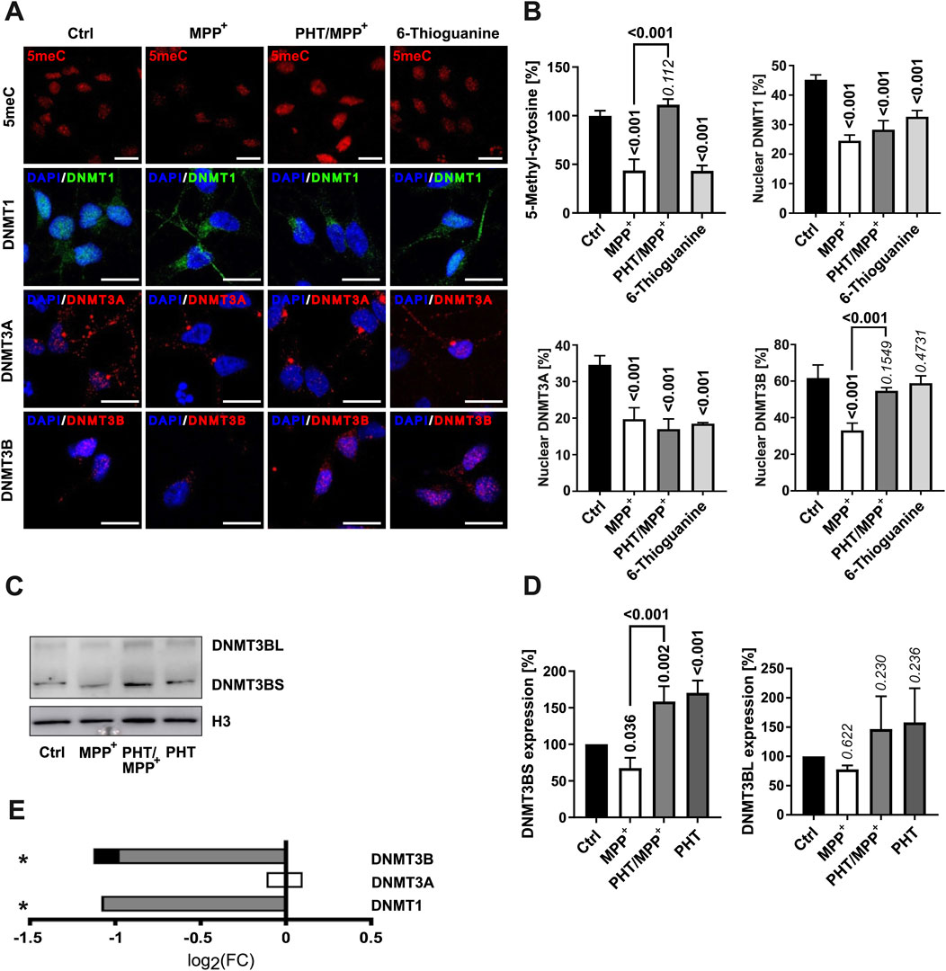 A scientific figure with multiple panels evaluating cellular responses to different treatments: (A) Fluorescence images showing levels of 5mC and localization of DNMT1, DNMT3A, and DNMT3B under different conditions: Ctrl, MPP+, PHT/MPP+, and 6-Thioguanine. (B) Bar graphs depicting quantifications of 5mC and nuclear DNMT1, DNMT3A, and DNMT3B, with p-values indicating statistical significance. (C) Western blot showing DNMT3BL, DNMT3BS, and H3 expression under different treatments. (D) Bar graphs of DNMT3BS and DNMT3BL expression percentages, with p-values. (E) Bar graph of log2 fold changes (FC) for DNMT3B, DNMT3A, and DNMT1, with asterisks indicating significance.