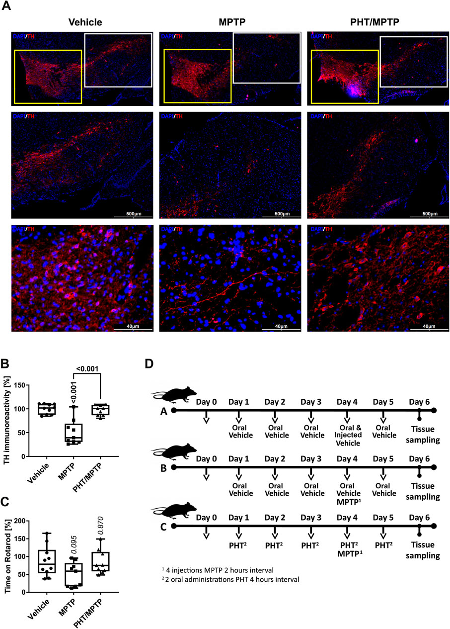The image contains four main panels. Panel A shows immunofluorescence images of brain tissue sections labeled with DAPI (blue) and TH (red) under three conditions: Vehicle, MPTP, and PHT/MPTP. Panel B features a box plot comparing TH immunoreactivity percentages across these conditions, with significant differences noted. Panel C displays a box plot for the time on a rotarod test for each treatment group, showing statistical comparisons. Panel D outlines an experimental timeline for mice receiving treatments and procedures over six days, including oral and injected administrations followed by tissue sampling.