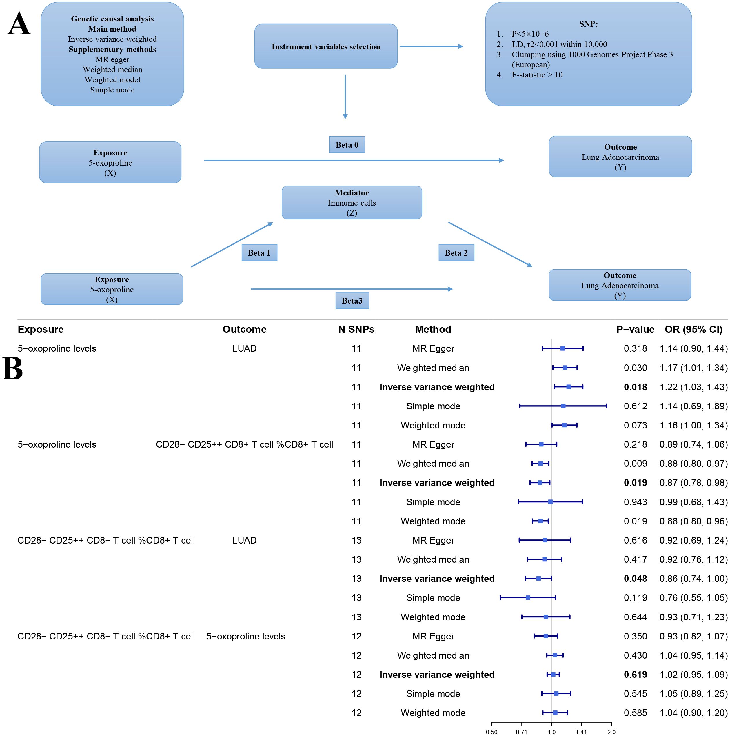 Flowchart and table examining the genetic causal analysis between 5-oxoproline levels, immune cells, and lung adenocarcinoma. Panel A shows a flowchart with pathways from exposure to outcomes via mediators. Panel B presents a table detailing the number of SNPs, methods, odds ratios, and confidence intervals for each association, with accompanying forest plots for visualization.