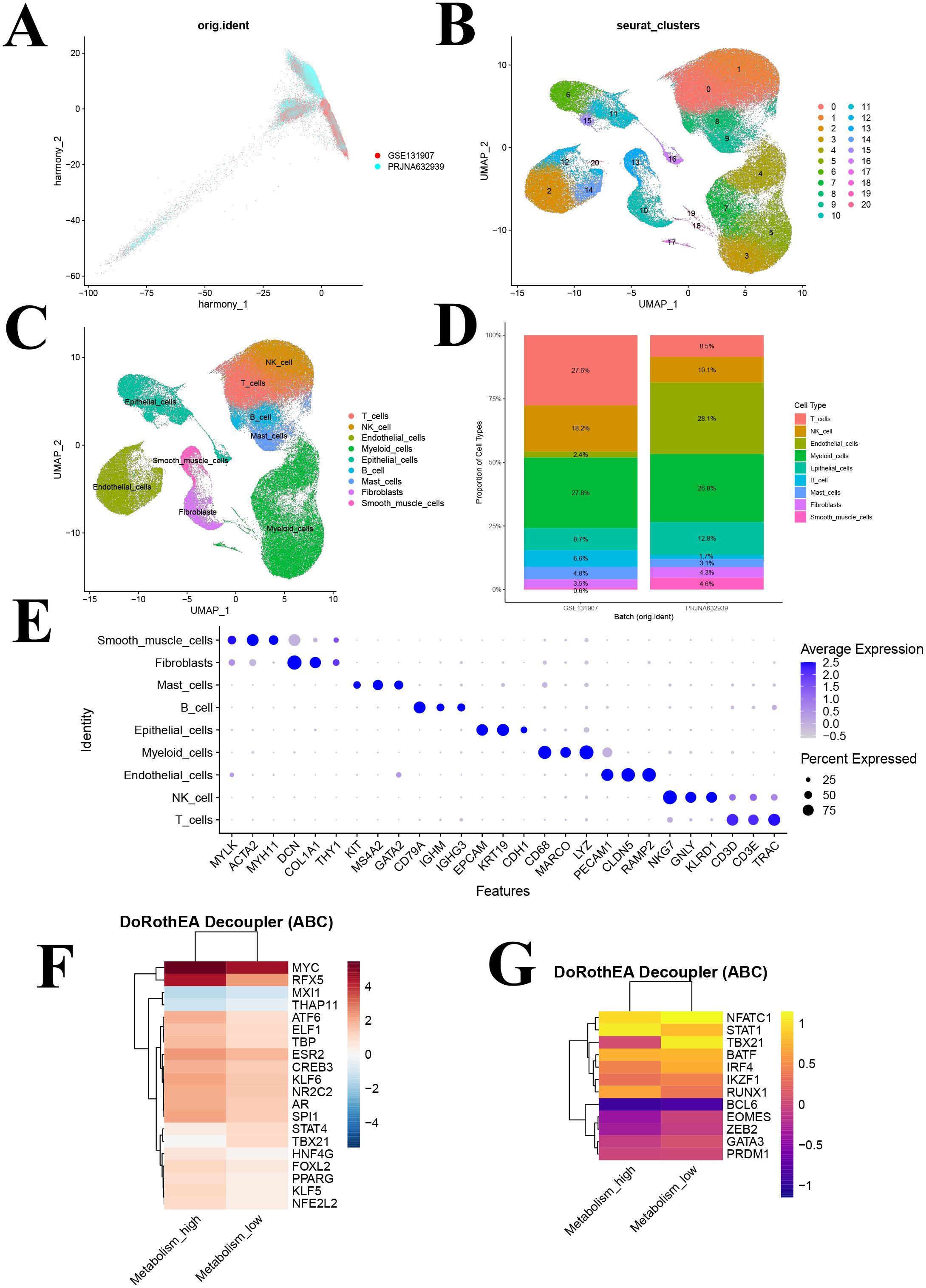 Panel A shows a scatter plot of data points based on harmony coordinates, differentiating GSE139107 and PRJNA632839 datasets. Panel B displays a UMAP plot with Seurat clusters labeled from zero to twenty. Panel C is a UMAP plot identifying various cell types, such as T cells and NK cells. Panel D presents bar charts illustrating proportions of different cell types across two batches. Panel E is a dot plot of average expression and percentage expression for multiple cell types across various features. Panels F and G feature heatmaps from DoRothEA Decoupler analysis, displaying gene expression related to metabolism levels.