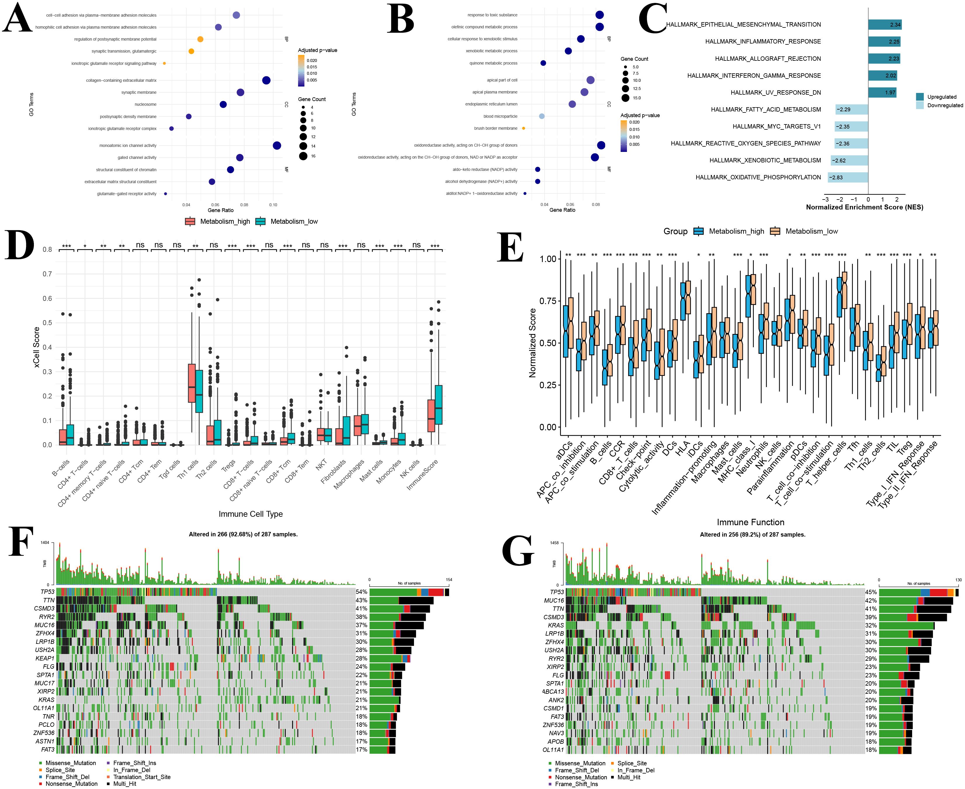 Grouped images A to G include: A: Bubble chart showing gene ontology (GO) terms with adjusted p-values and gene counts, colored by gene ratio. B: Bubble chart displaying different GO terms with similar metrics as A. C: Bar chart with normalized enrichment score (NES) showing upregulated and downregulated pathways. D: Box plot of xCell scores for various immune cell types in high and low metabolism groups. E: Box plot of immune function scores in high and low metabolism groups. F: Oncoplot highlighting mutations in 299 of 287 samples, showing mutation types and percentages. G: Oncoplot for immune function mutations in 256 of 287 samples, with similar details as F.