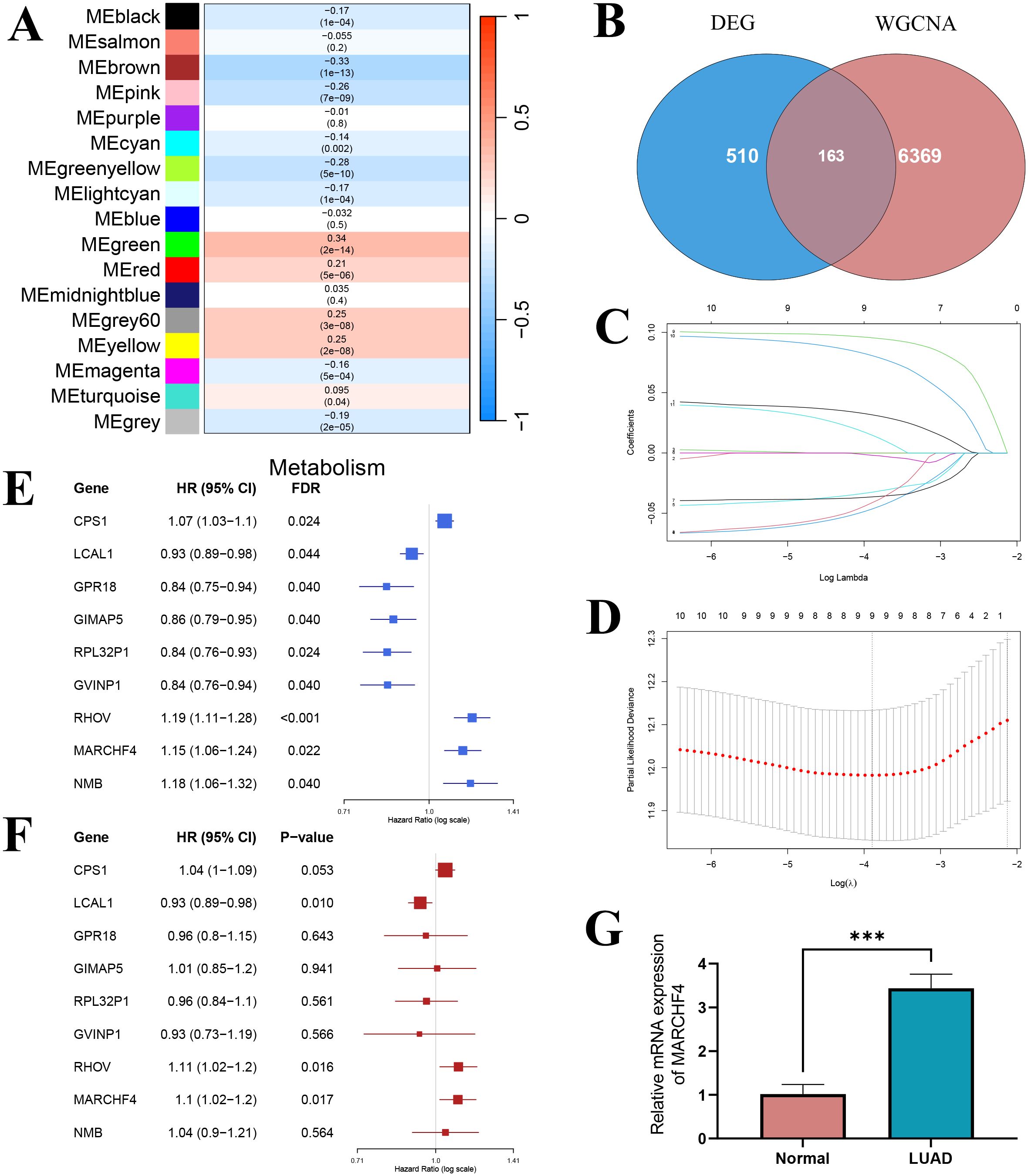 Panel A shows a heatmap of module-trait relationships with various colors indicating strength and significance. Panel B is a Venn diagram displaying overlap between DEG and WGCNA with 163 shared elements. Panel C presents a plot of coefficients versus log lambda for model selection. Panel D is a plot of partial likelihood deviance versus log of lambda. Panel E features a forest plot of hazard ratios for metabolism-related genes with significant FDR values. Panel F provides a similar plot with P-values. Panel G is a bar graph comparing MARCH4 expression in normal and LUAD tissues, showing significant upregulation in LUAD.