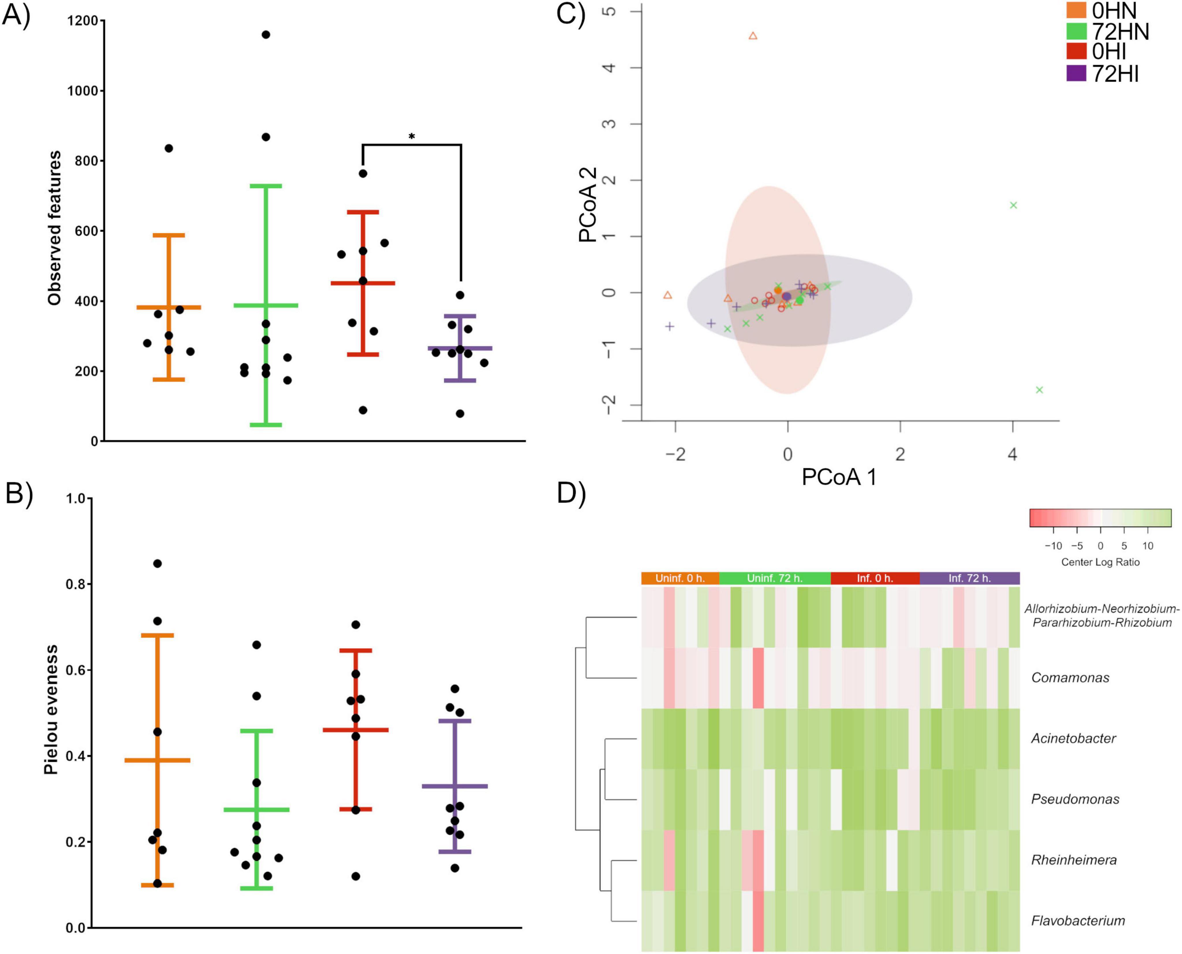 Figure with four panels illustrating microbial diversity and composition. (A) Bar plot of observed features across four conditions (0HN, 72HN, 0HI, 72HI), with significant differences marked by asterisks. (B) Pielou evenness values for the same conditions. (C) Principal Coordinates Analysis (PCoA) plot showing sample clustering along PCoA1 and PCoA2 axes. (D) Heatmap of bacterial genera abundance across conditions (Uninf. 0 h, Uninf. 72 h, Inf. 0 h, Inf. 72 h), using a center log ratio color scale. The figure highlights shifts in microbial diversity and taxonomic profiles over time and infection status.