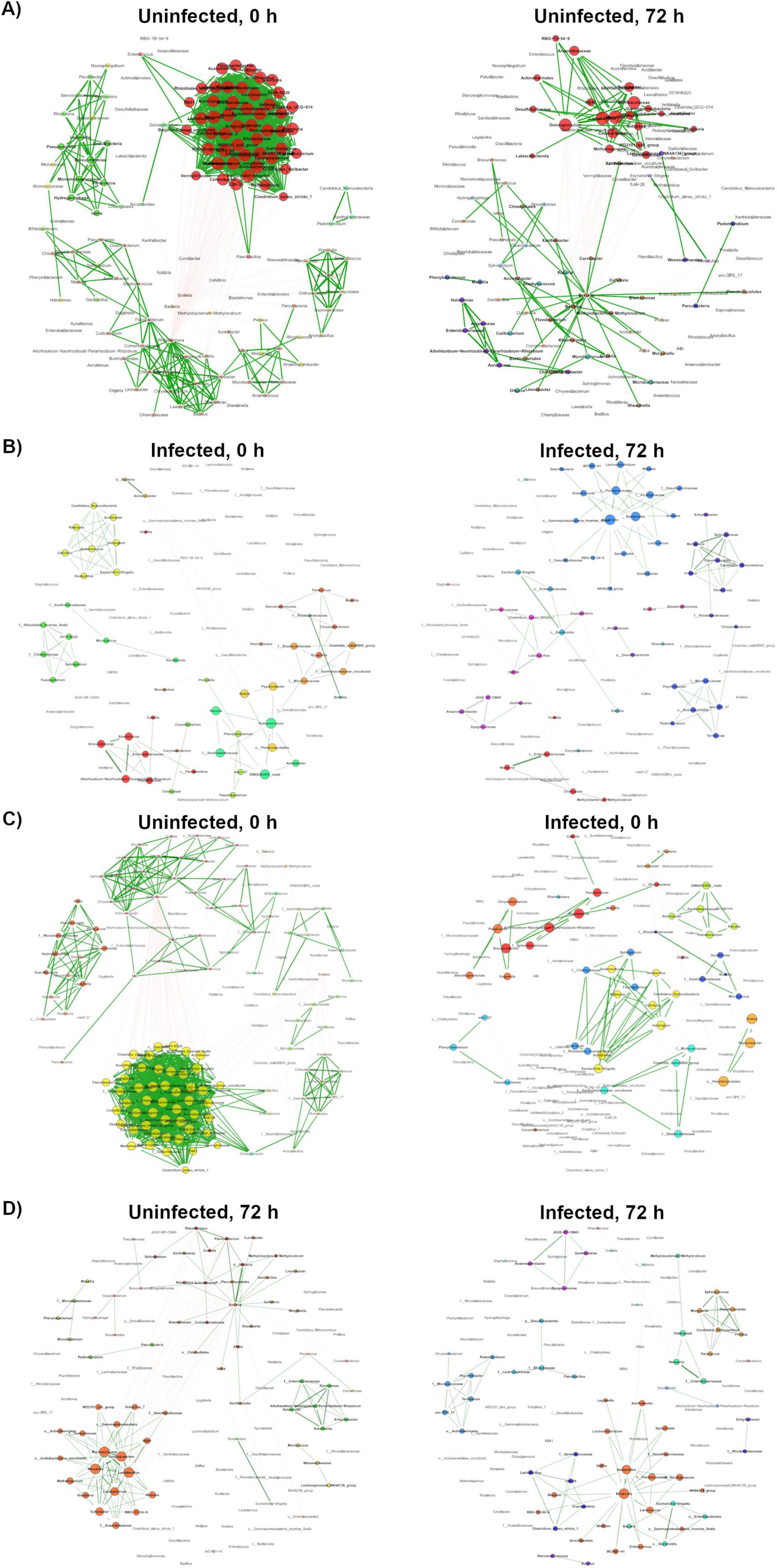 Figure showing microbial co-occurrence networks in *Rhipicephalus microplus* midgut under varying time points and *Babesia bovis* infection status. Panels A–D each contain two sub-networks comparing uninfected and infected conditions at 0 and 72 hours. Panel A: uninfected networks at 0H and 72H; Panel B: infected networks at 0H and 72H; Panel C: uninfected vs infected at 0H; Panel D: uninfected vs infected at 72H. Nodes represent microbial taxa, color-coded by classification, and edges indicate co-occurrence relationships. Network density decreases over time and with infection, illustrating shifts in microbial community structure and connectivity.
