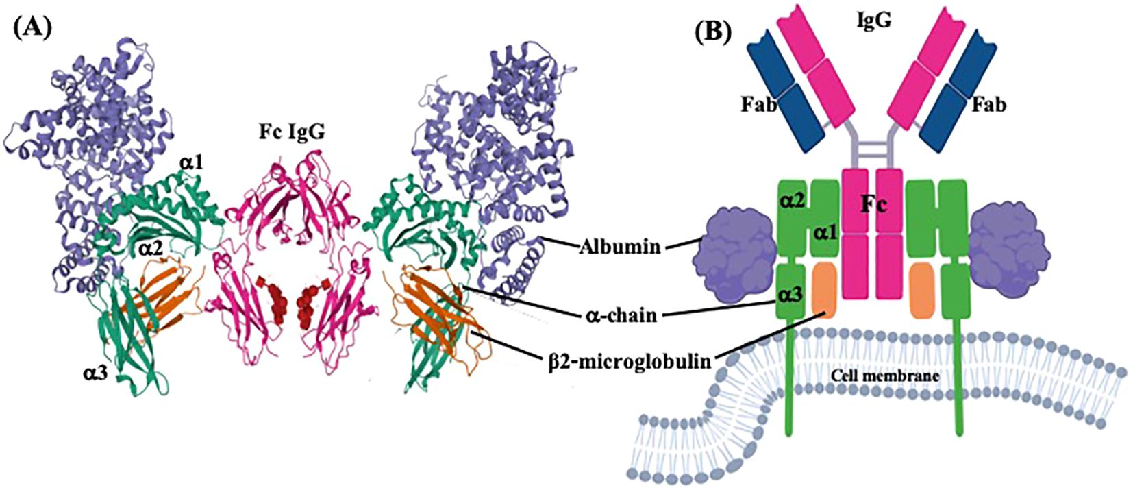 Diagram showing two panels. Panel A depicts the molecular structure of an Fc IgG interacting with albumin, alpha chain, and beta-2 microglobulin. Panel B illustrates a simplified diagram of IgG with labeled regions: Fab, Fc, and interactions with a cell membrane, corresponding to the components in Panel A.