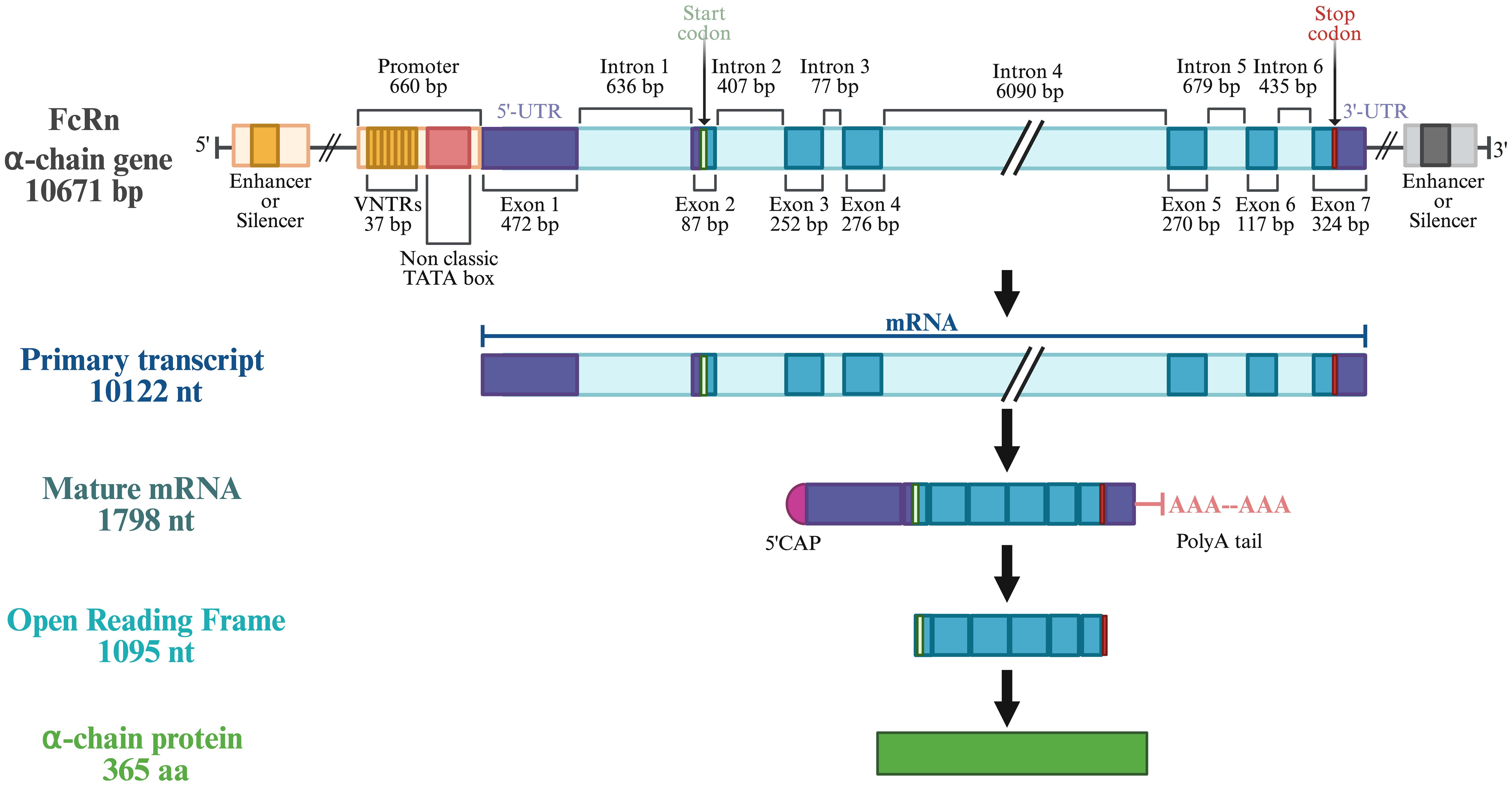 Diagram illustrating the structure and transcription process of the FcRn alpha-chain gene, which is 10671 base pairs long. It includes promoter, enhancers or silencers, untranslated regions, exons, introns, and start and stop codons. The primary transcript is 10122 nucleotides, maturing into mRNA at 1798 nucleotides. The open reading frame is 1095 nucleotides, resulting in an alpha-chain protein of 365 amino acids. Key features include VNTRs, a 5' cap, and PolyA tail.