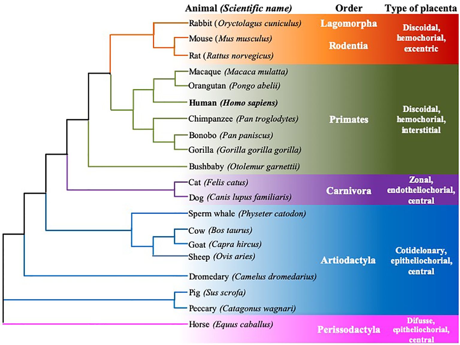 Phylogenetic tree illustrating the relationships among various animals based on their placenta types. Animals include rabbits, mice, rats, primates, carnivores, and others. Orders and types of placentas are listed, such as Lagomorpha with discoidal placenta, Rodentia with discoidal placenta, Primates with discoidal placenta, Carnivora with zonal placenta, Artiodactyla with cotyledonary placenta, and Perissodactyla with diffuse placenta. Each branch is color-coded for easy identification.
