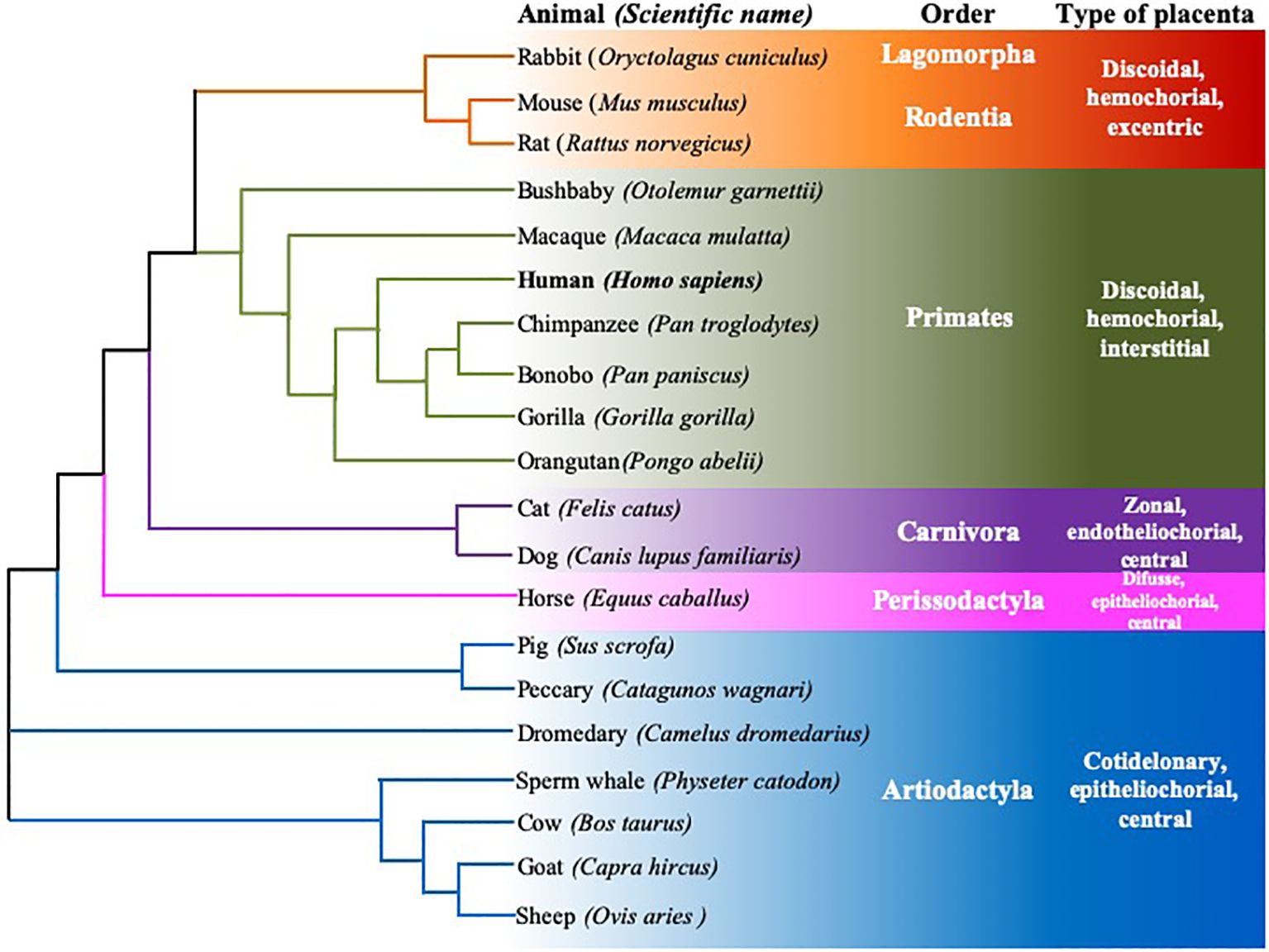 Phylogenetic tree showing various animals categorized by order and type of placenta. Orders include Lagomorpha, Rodentia, Primates, Carnivora, Perissodactyla, and Artiodactyla. Placenta types listed are discoidal, hemochorial, eccentric, interstitial, zonal, endotheliochorial, central, diffuse, epitheliochorial, and cotyledonary. The tree links animals like rabbits, mice, humans, cats, dogs, horses, pigs, and cows to corresponding scientific names and placenta types.