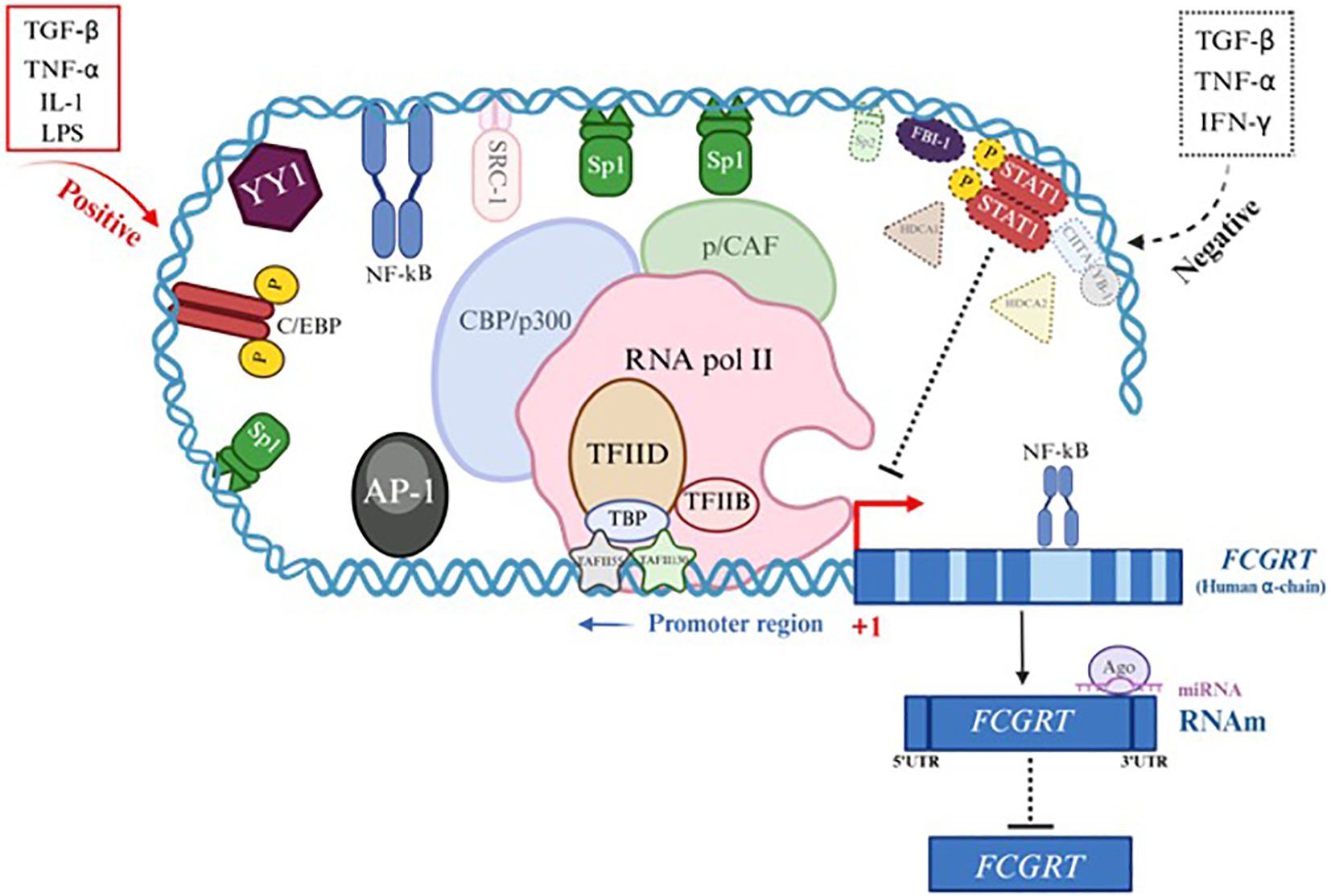 Illustration of the regulation of FCGRT gene by some molecules. It show positive regulation by TGF-β, TNF-α, IL-1 and LPS. Negative regulation given by TGF-β, TNF-α and IFN-γ. Regulation depends on the region of the gene to which these molecules bind.
