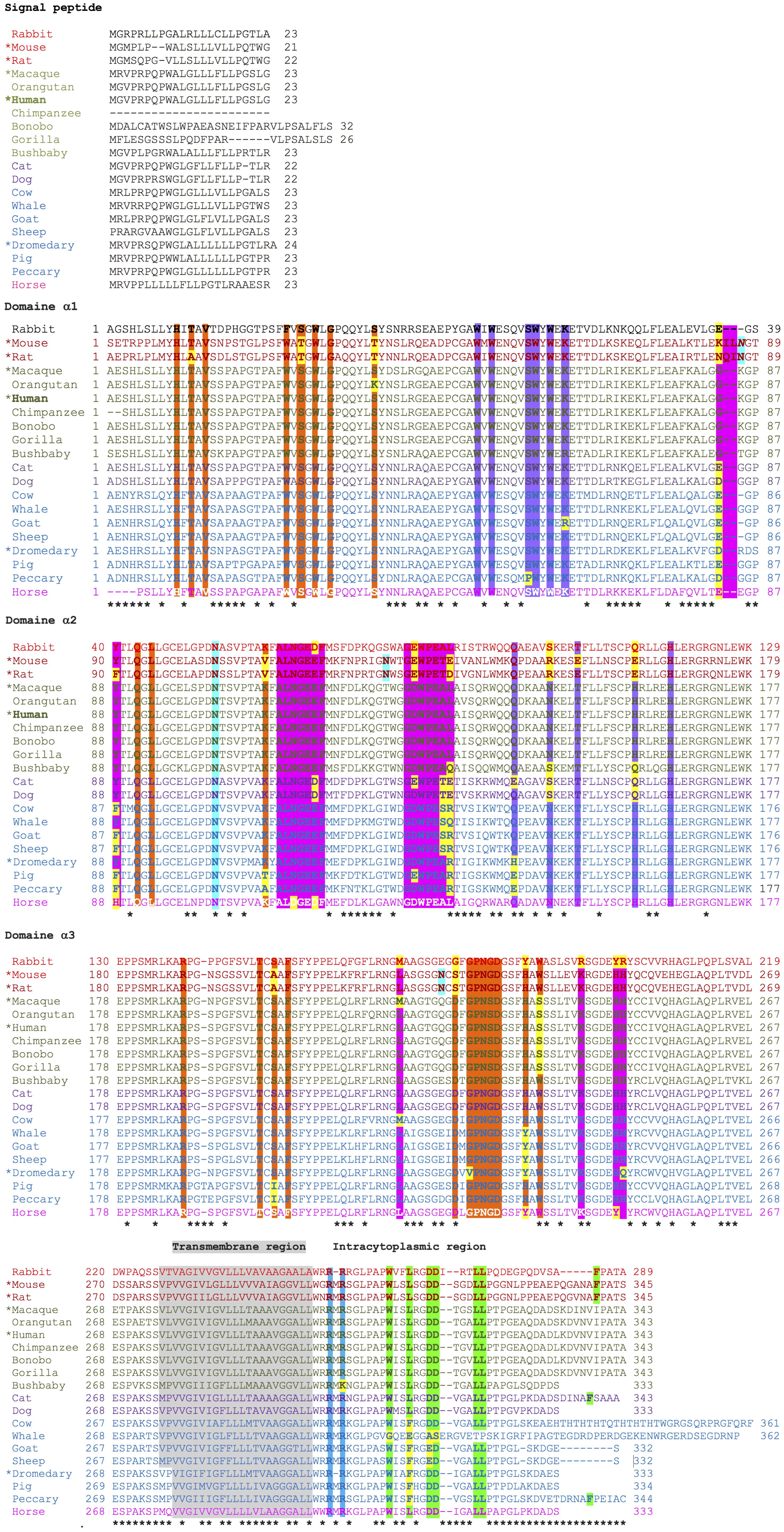 Protein sequence alignment of the FcRn alpha chain of various species, including rabbit, mouse, rat, macaque, and others, showing domains and transmembrane region. The alignment highlights conserved amino acids across different species, marked with different colors. Specific regions like signal peptide, domains (a1, a2, a3), transmembrane, and intracytoplasmic regions are annotated.