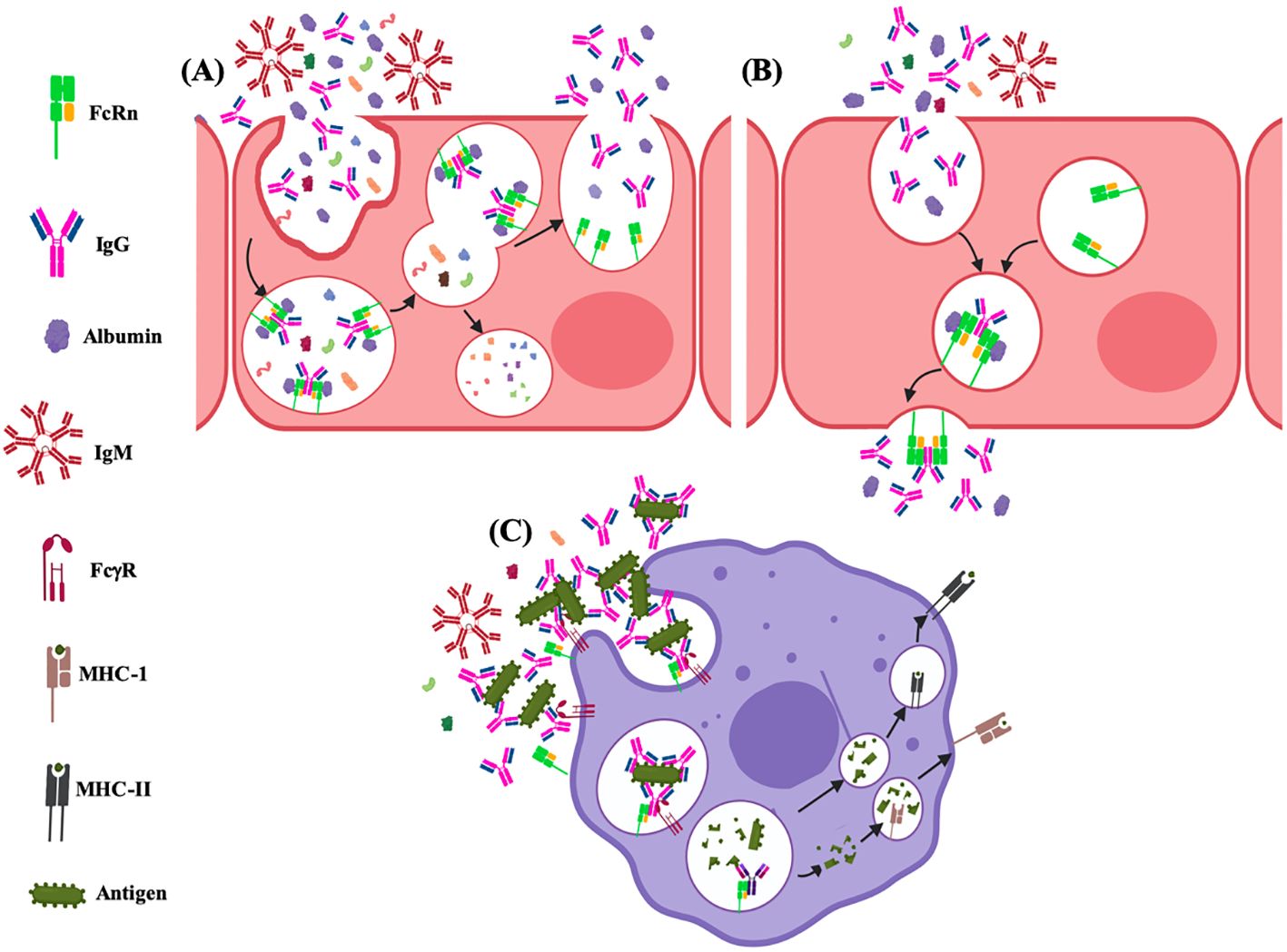 Diagram illustrating immune system interactions. Panel A shows FcRn mediating transcytosis of IgG and albumin in cells. Panel B illustrates endocytosis and exocytosis involving FcRn. Panel C depicts antigen processing with IgM, antigens, and MHC molecules. Labels identify FcRn, IgG, albumin, IgM, FcγR, MHC-I, MHC-II, and antigens.