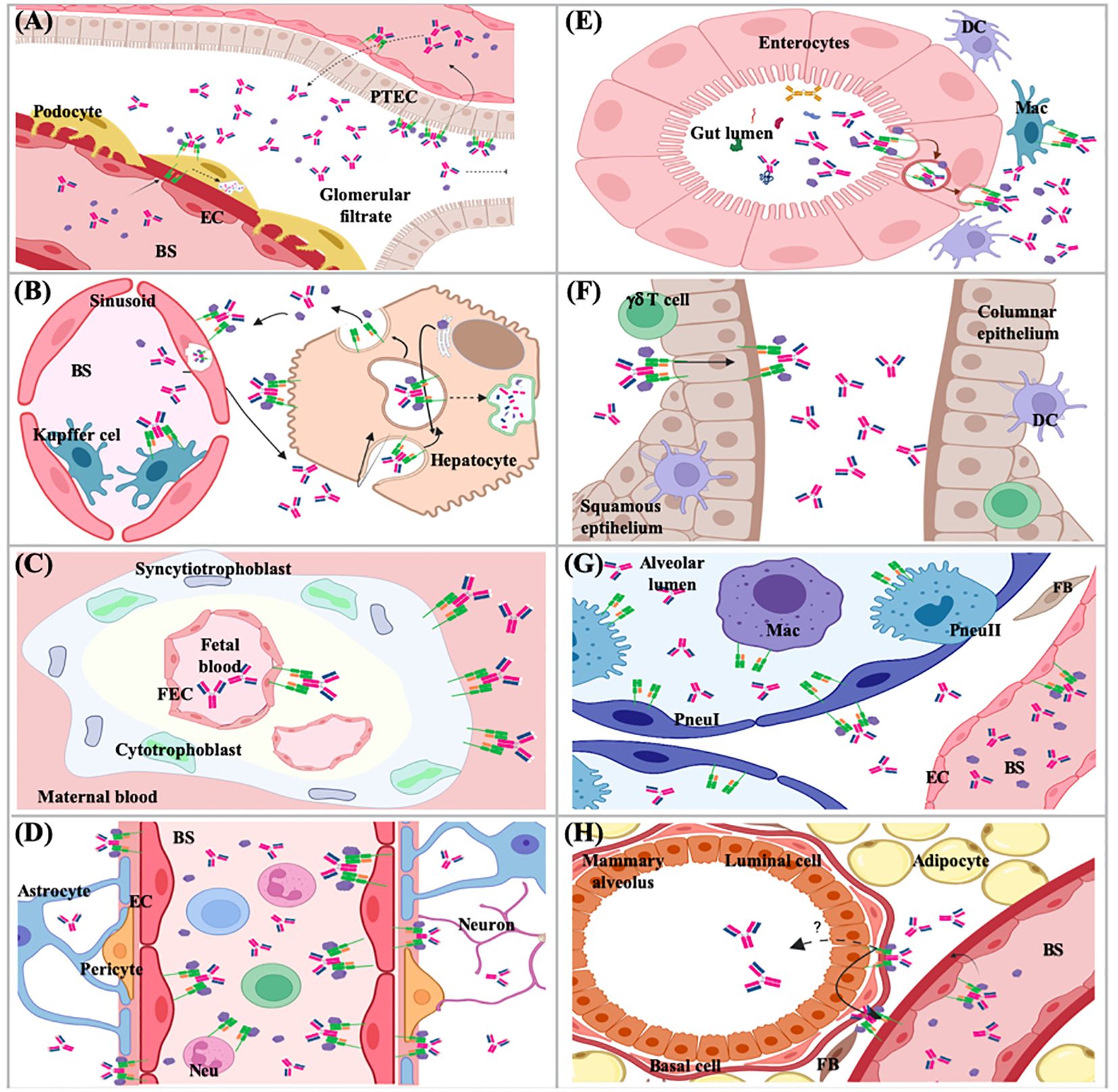 Illustration depicting various biological barriers and cellular interactions. (A) Kidney glomerular filtration with podocyte and endothelial cells. (B) Liver sinusoid featuring Kupffer cell and hepatocyte. (C) Placental transfer showing syncytiotrophoblast and fetal blood. (D) Blood-brain barrier with astrocyte, endothelial cell, and neuron. (E) Intestinal absorption in gut lumen with enterocytes and macrophage. (F) Epithelial cell layers with γδ T cell and dendritic cell. (G) Lung alveolar structure with macrophage and pneumocyte. (H) Mammary alveolus showing milk secretion and adipocyte. Each panel illustrates molecular interactions with antibodies and other proteins.