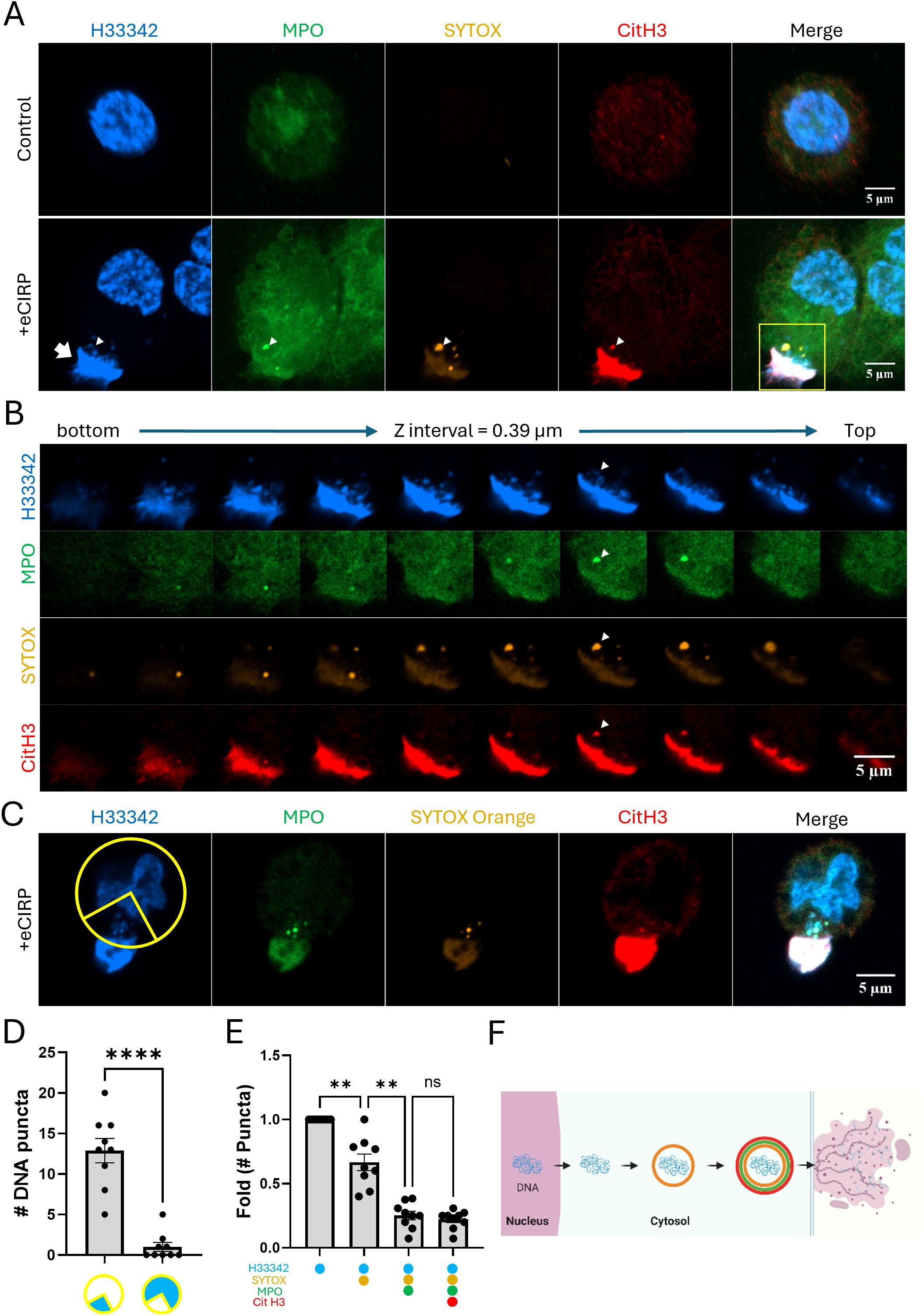 Fluorescent microscopy images and charts depicting cellular components. Panel A shows cells stained with H33342, MPO, SYTOX, and CitH3, with merged images under control and +eCIRP conditions. Panel B offers a Z-stack series showing depth changes. Panel C highlights a region with +eCIRP treatment. Panel D is a bar chart indicating DNA puncta count with significant differences in conditions. Panel E shows fold change in puncta among different markers. Panel F illustrates a schematic of DNA translocating from the nucleus to the cytosol. Bars represent 5 micrometers.