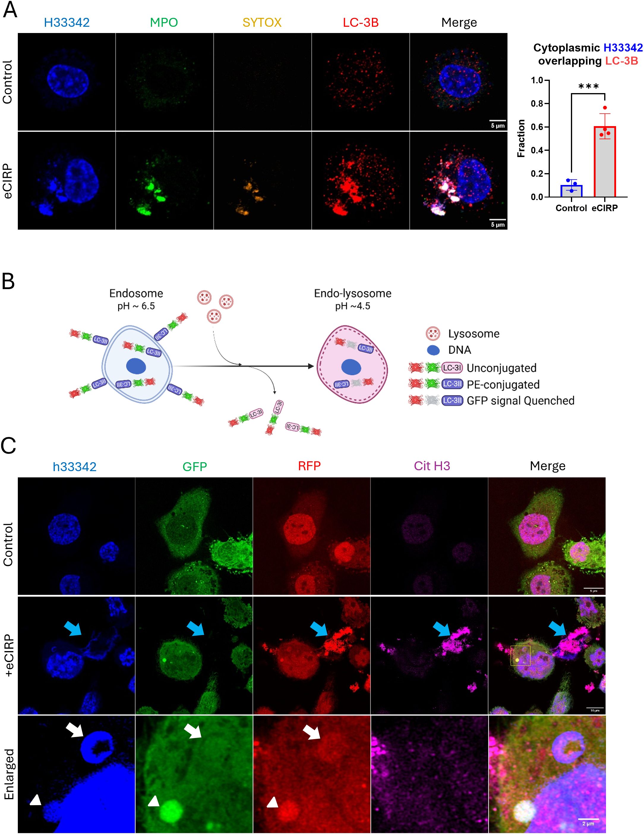 Panel A shows fluorescence microscopy images comparing control and eCIRP groups using stains H33342, MPO, SYTOX, and LC-3B. The merged images reveal increased LC-3B in eCIRP. A bar graph quantifies cytoplasmic H33342 overlapping with LC-3B, showing a significant increase in the eCIRP group. Panel B illustrates the process of endosome to endo-lysosome transition, highlighting pH changes and conjugation status of LC-3. Panel C displays fluorescence images of control, +eCIRP, and an enlarged view using H33342, GFP, RFP, and Cit H3 dyes, showing marked changes in the +eCIRP condition with arrows indicating significant features.