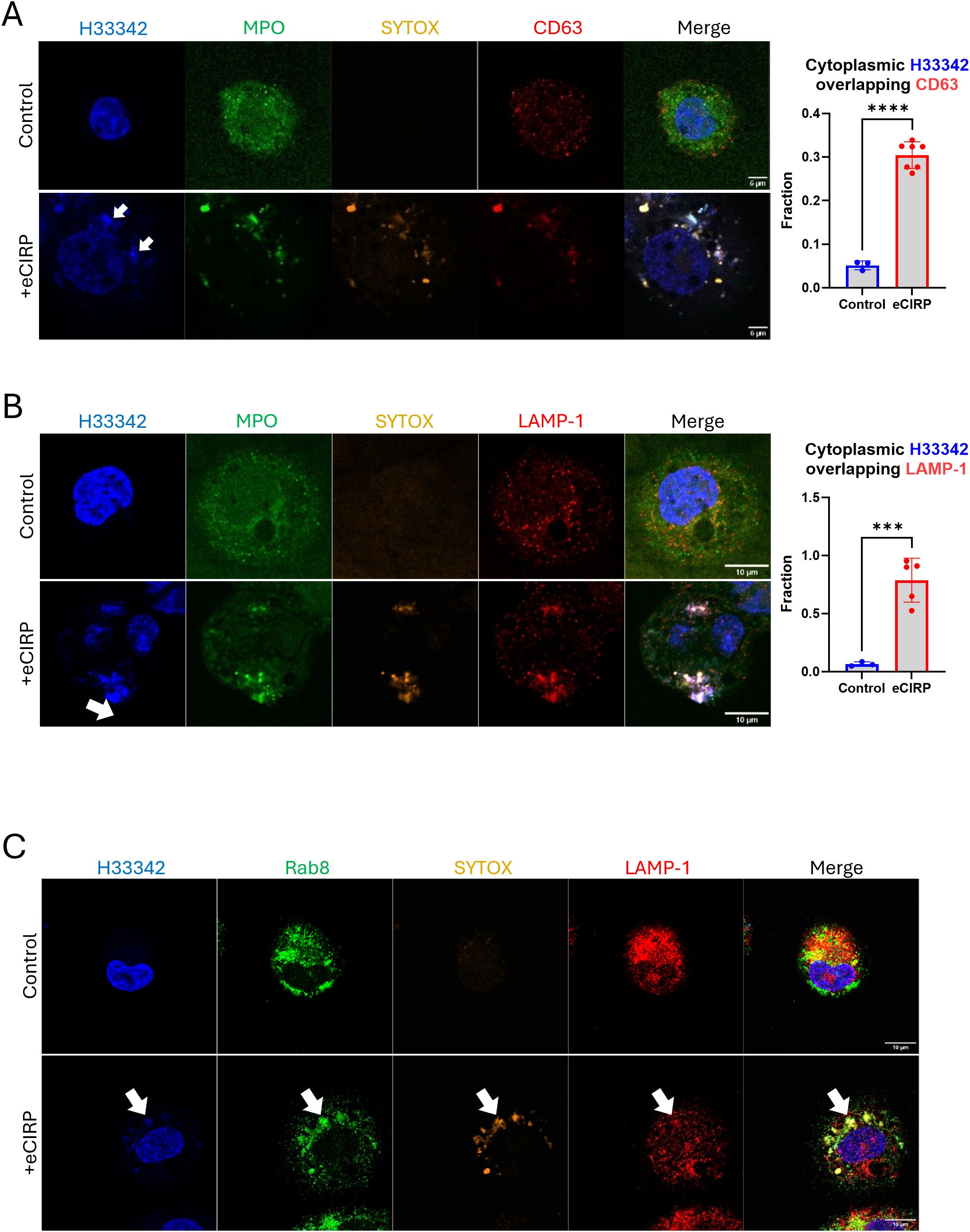 Fluorescence microscopy images show cellular components under control and eCIRP conditions. Panel A displays H33342, MPO, SYTOX, and CD63 with a merge. A bar graph quantifies cytoplasmic H33342 overlapping CD63, highlighting significance. Panel B shows similar images with LAMP-1 and corresponding quantification. Panel C presents H33342, Rab8, SYTOX, and LAMP-1 with a merge. White arrows indicate changes, with scales in micrometers.