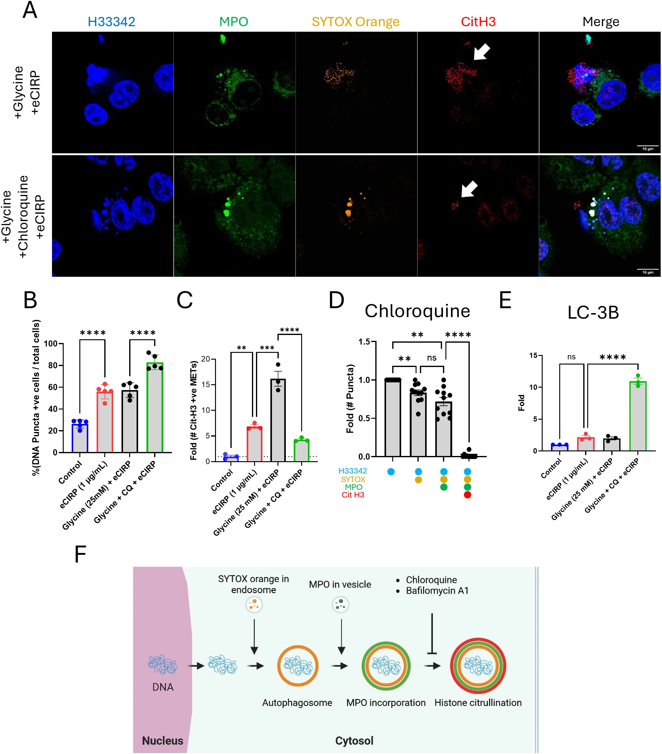 Fluorescent microscopy and charts related to cellular studies. Panel A shows microscopy images with various stains: H33342 (blue), MPO (green), SYTOX Orange (orange), and CitH3 (red). Panels B, C, D, and E display bar graphs illustrating quantitative data related to the treatments Glycine and Chloroquine, showing significant differences marked by asterisks. Panel F is a schematic illustrating the process of DNA release in an endosome, involvement of MPO, and effects of Chloroquine and Bafilomycin A1, noted by different cellular components and steps.