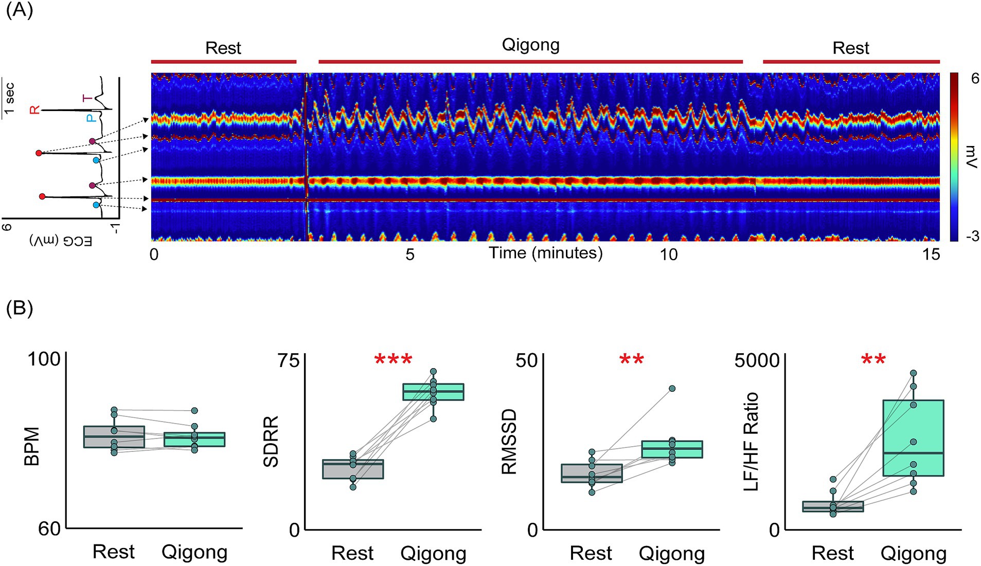 Panel A shows a heat map illustrating changes in the electrocardiogram over time during rest and Qigong. Panel B displays four box plots comparing BPM, SDRR, RMSSD, and LF/HF Ratio during rest and Qigong, highlighting significant differences with asterisks.