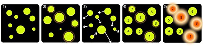 Illustration of five panels depicting a process with yellow circles on a black background. Panel one shows scattered circles. Panel two adds outlines to circles. Panel three includes arrows indicating movement. Panel four numbers the circles. Panel five provides feedback on the task.