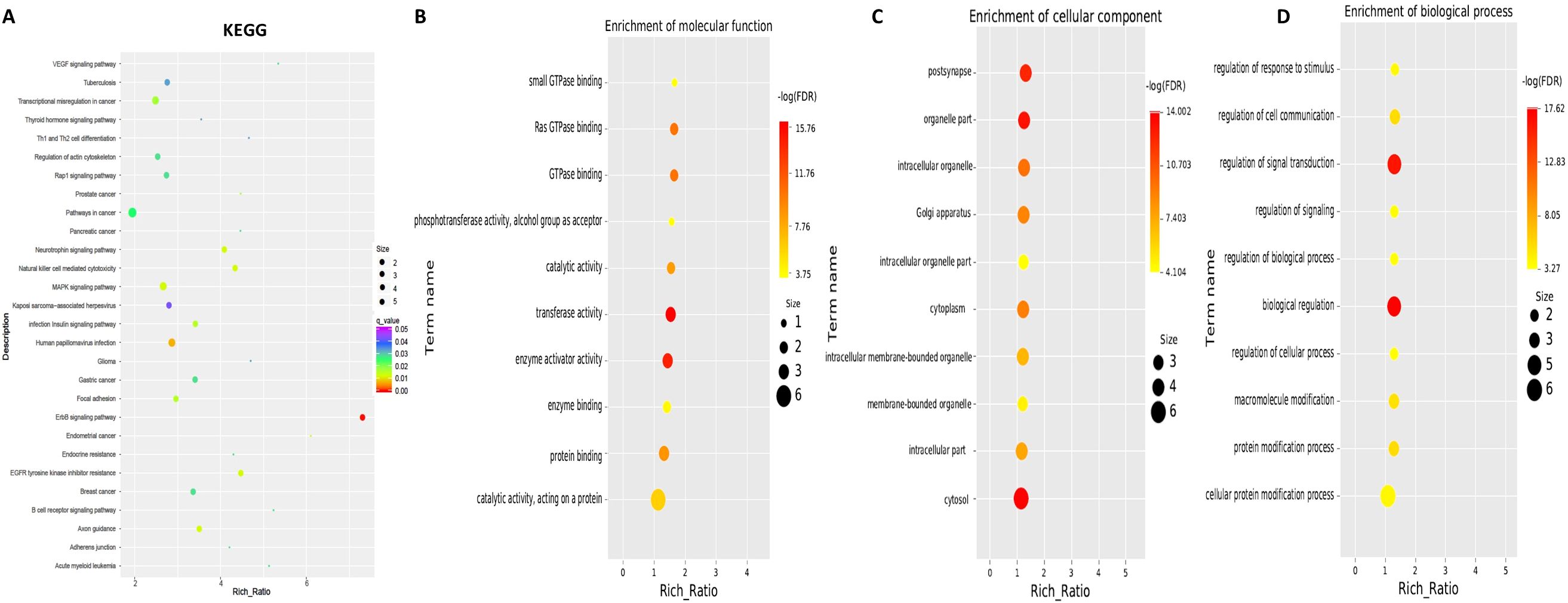 Four-panel graphic of enrichment analyses. Panel A shows KEGG pathway enrichment with colored dots representing different pathways based on q-values and dot size indicating richness ratios. Panel B displays molecular function enrichment with terms like GTPase binding. Panel C shows enrichment of cellular components such as postsynapse. Panel D illustrates biological processes like regulation of response to stimulus, with color intensity indicating statistical significance and dot size showing richness ratios.