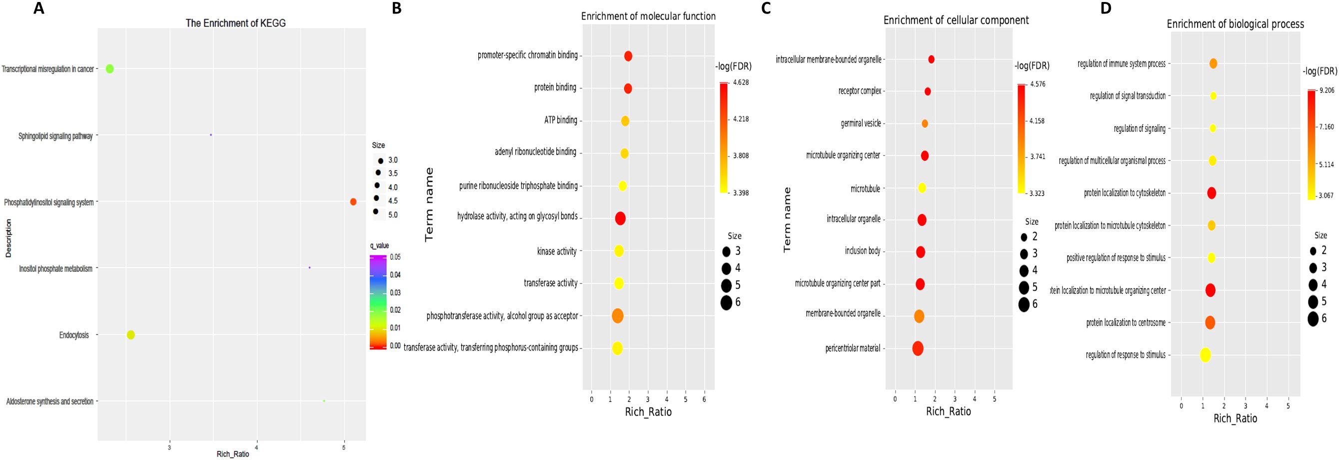 Four-panel graph showing enrichment analyses for biological data. Panel A displays enrichment of KEGG pathways. Panel B visualizes molecular function enrichment with bubble sizes indicating term frequency and colors representing significance. Panel C illustrates enrichment of cellular components with similar visual coding. Panel D highlights biological process enrichment, using bubble charts to depict significance and frequency. Each panel includes a legend explaining FDR and Q-values for interpretation.