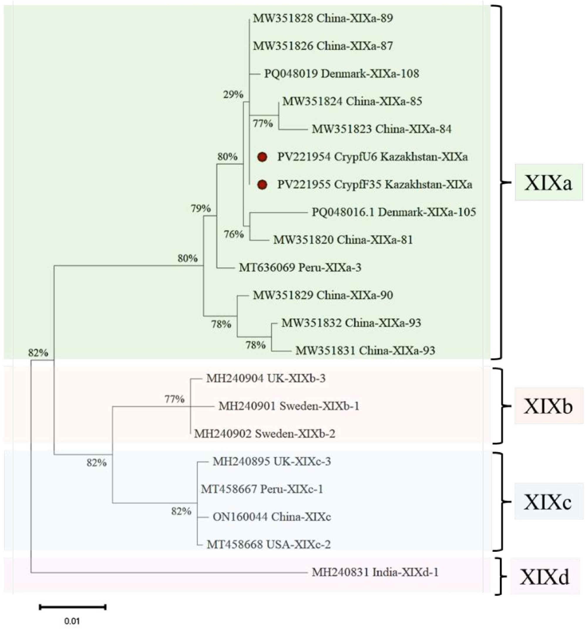 Phylogenetic tree illustrating genetic relationships among Cryptosporidium sequences. The tree is divided into clusters labeled XIXa, XIXb, XIXc, and XIXd. Branches are marked with bootstrap values indicating confidence levels, ranging from 29% to 82%. Highlighted red circles denote specific sequences from Kazakhstan. The tree includes sequences from countries such as China, Denmark, Peru, UK, Sweden, USA, and India. A scale bar indicates genetic distance.