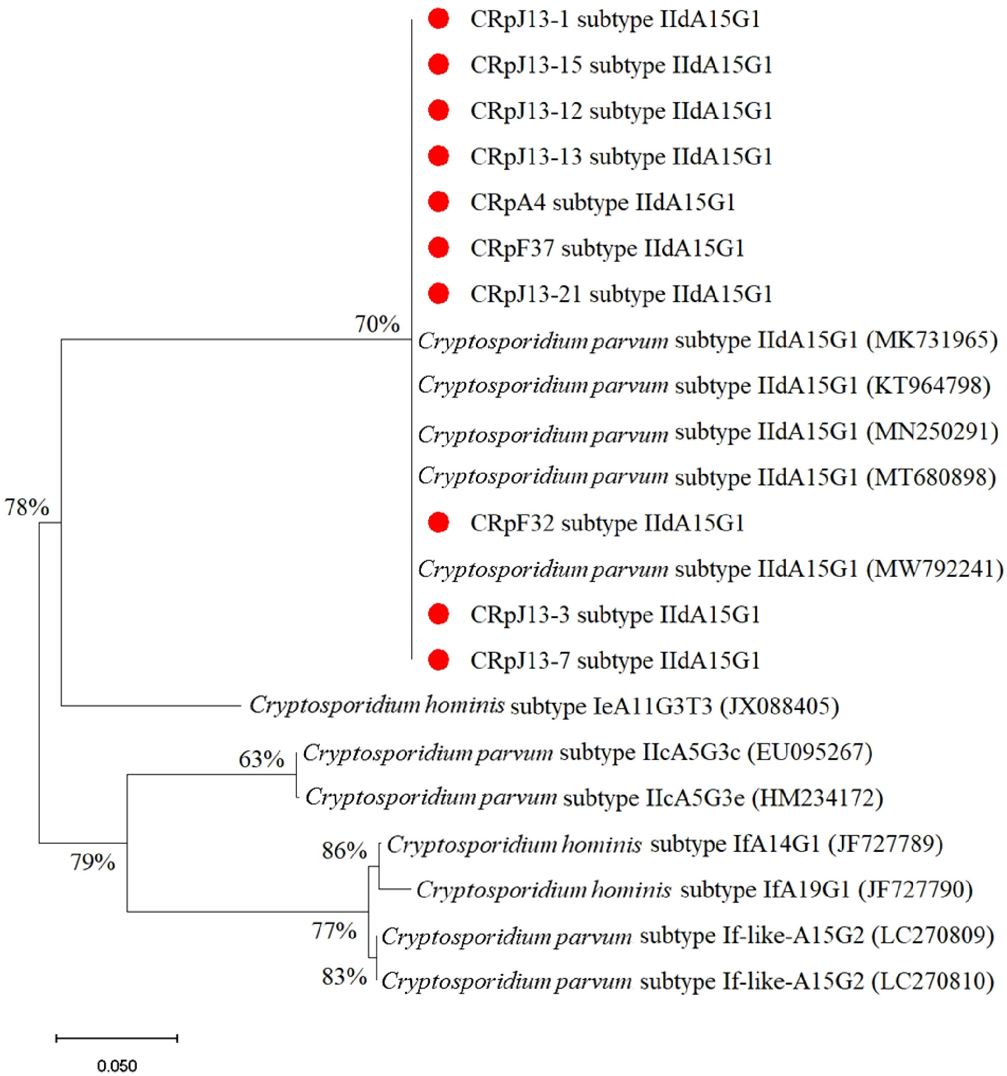 Phylogenetic tree of Cryptosporidium subtypes, showing branch points with percentage values indicating bootstrap support. Red dots mark specific subtypes of IIaA15G1 from various Cryptosporidium parvum samples, highlighting their clustering. Other subtypes, like IeA11G3T3 and If-like, are also shown, illustrating the genetic relationships among different species and subtypes. Scale bar represents genetic distance.