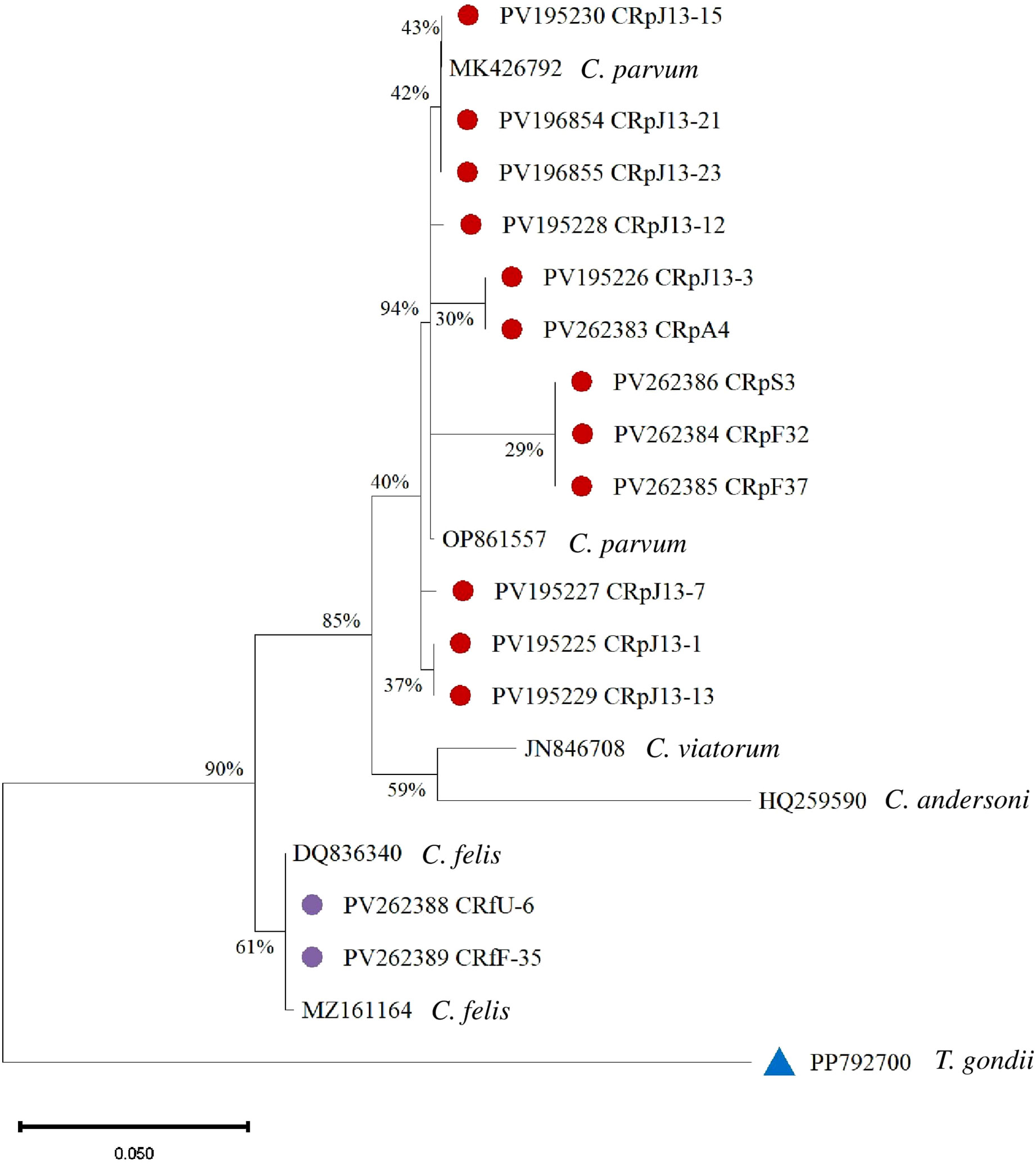 Phylogenetic tree displaying relationships among various species, with nodes colored red representing *C. parvum* and purple representing *C. felis*. Percentages indicate branch support, with common ancestors labeled. A blue triangle denotes *T. gondii* as an outgroup. Scale bar equals 0.050.