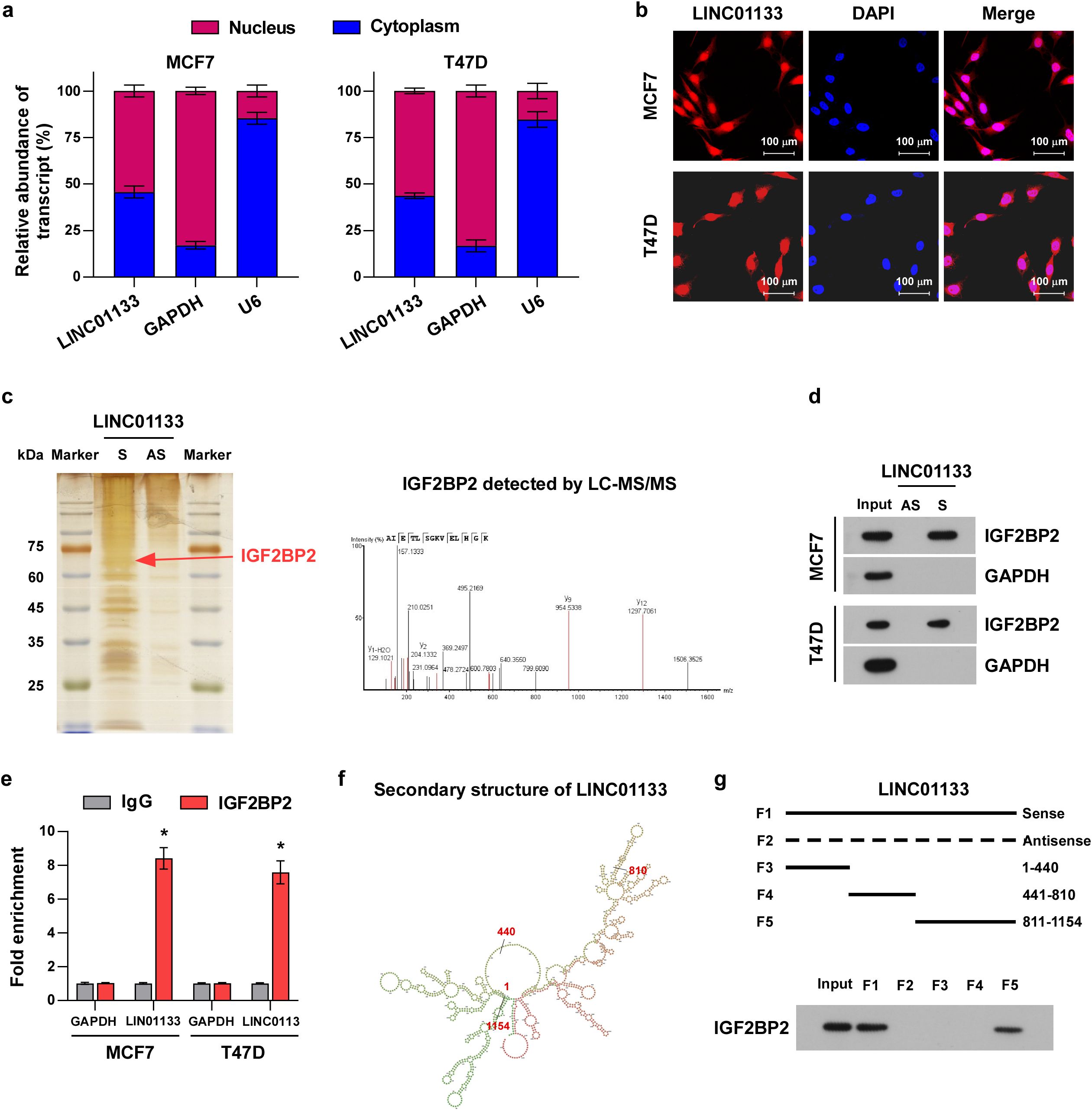 a) Bar graphs show subcellular localization of LINC01133, GAPDH, and U6 in MCF7 and T47D cells. b) Fluorescence images display LINC01133 and DAPI staining in MCF7 and T47D cells. c) Gel and LC-MS/MS analysis identifies IGF2BP2 associated with LINC01133. d) Western blot shows IGF2BP2 binding in MCF7 and T47D cells. e) Bar graph indicates fold enrichment of IGF2BP2 in cells. f) Predicted secondary structure of LINC01133. g) Diagram and blot depict binding regions of LINC01133 to IGF2BP2.