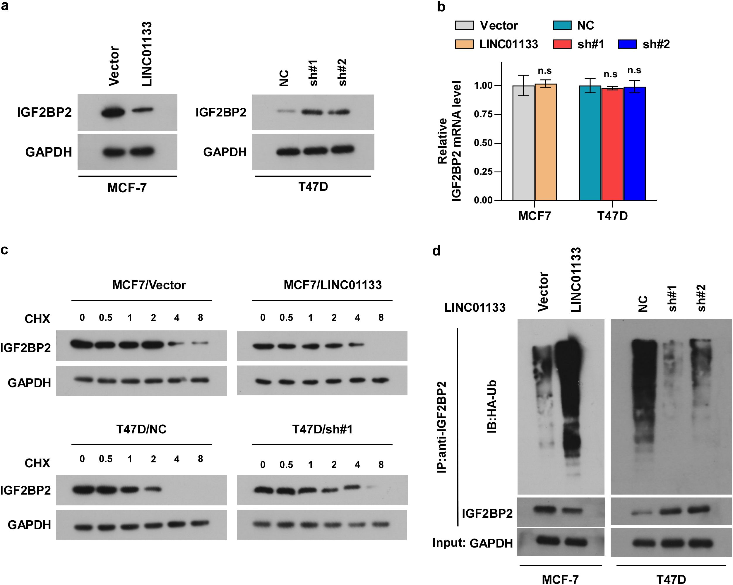 Four panels show different experimental results. (a) Western blots for IGF2BP2 and GAPDH in MCF-7 and T47D cells, comparing vector, LINC01133, NC, sh#1, and sh#2 treatments. (b) Bar graph of relative IGF2BP2 mRNA levels in MCF7 and T47D cells, with different conditions labeled. No significant differences are noted. (c) Western blots showing IGF2BP2 and GAPDH over time with cycloheximide (CHX) treatment in MCF7/Vector, MCF7/LINC01133, T47D/NC, and T47D/sh#1 cells. (d) Immunoblot for HA-Ub following immunoprecipitation of IGF2BP2 in MCF-7 and T47D cells under several conditions, demonstrating protein levels and ubiquitination.