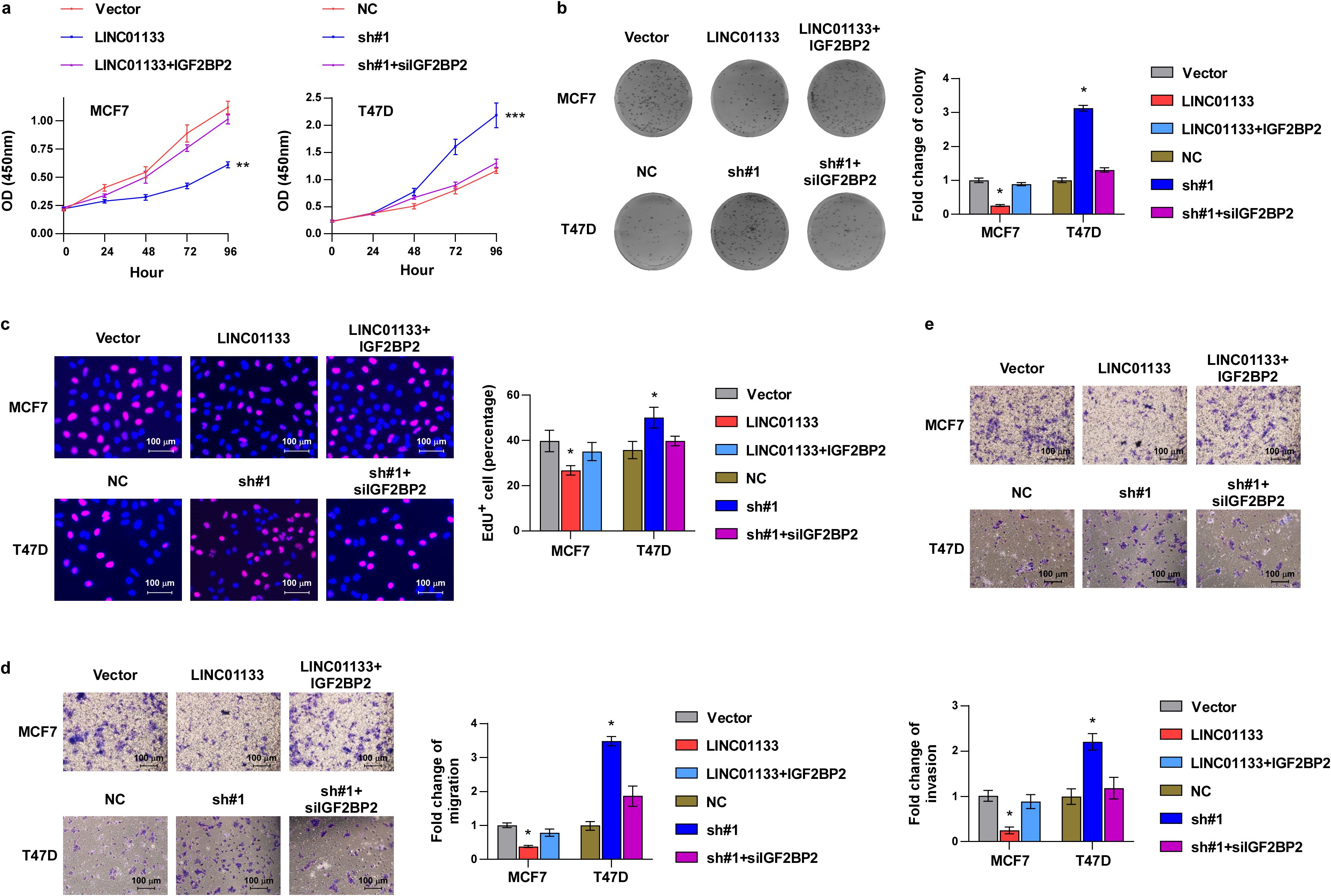 Composite image showing multiple panels of experimental data on MCF7 and T47D cell lines with different treatments. Panel (a) shows line graphs of cell growth as optical density over time. Panel (b) displays colony-forming assays with corresponding bar graphs for fold change of colony formation. Panel (c) includes images of cells with EdU staining and bar graphs illustrating the percentage of EdU-positive cells. Panel (d) features migration assays and respective fold change bar graphs. Panel (e) shows invasion assays alongside fold change graphs. Treatments include Vector, LINC01133, LINC01133+IGF2BP2, NC, sh#1, and sh#1+siIGF2BP2. Scale bars and significance indicators are present.