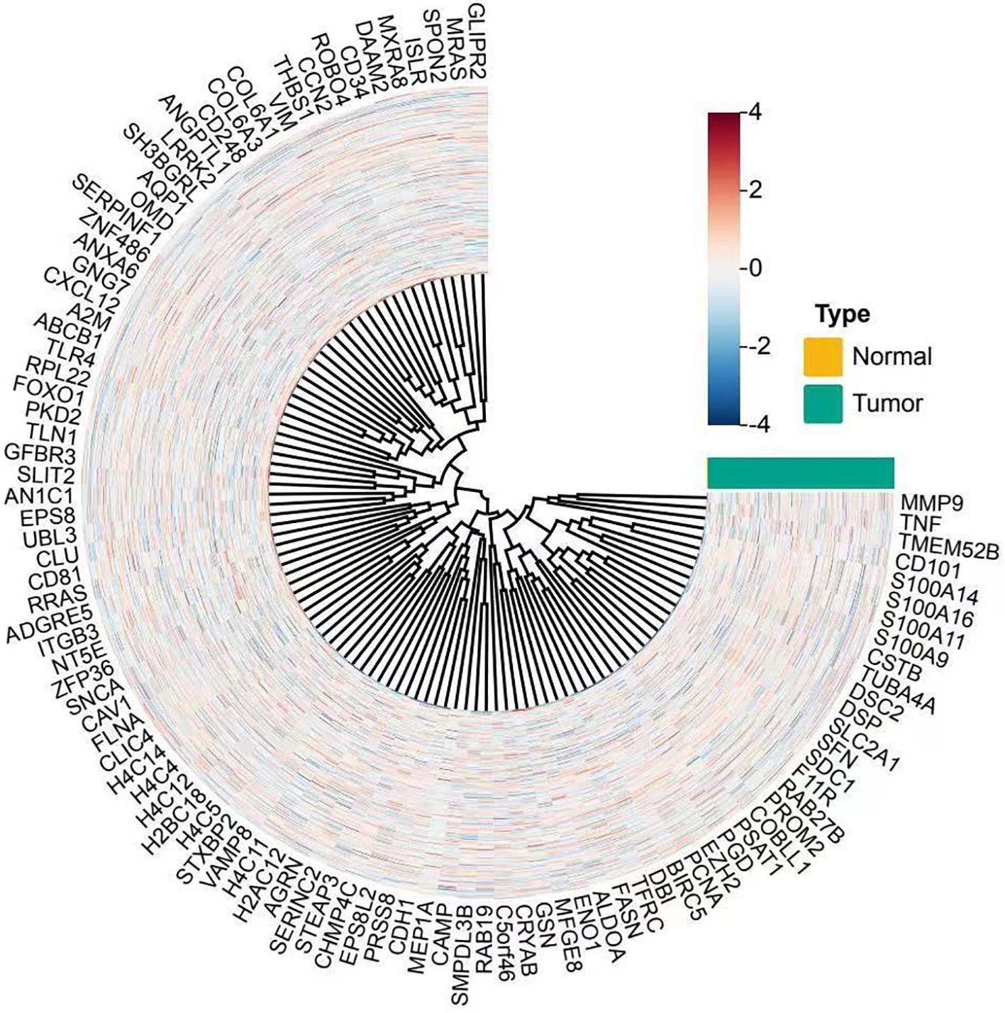 Circular heatmap depicting gene expression data with a hierarchical cluster dendrogram. The heatmap shows differential expression in normal versus tumor types, indicated by colors: yellow for normal and teal for tumor. The central color bar scales from blue (-4) to red (4), representing expression levels. Gene labels are positioned around the circle.