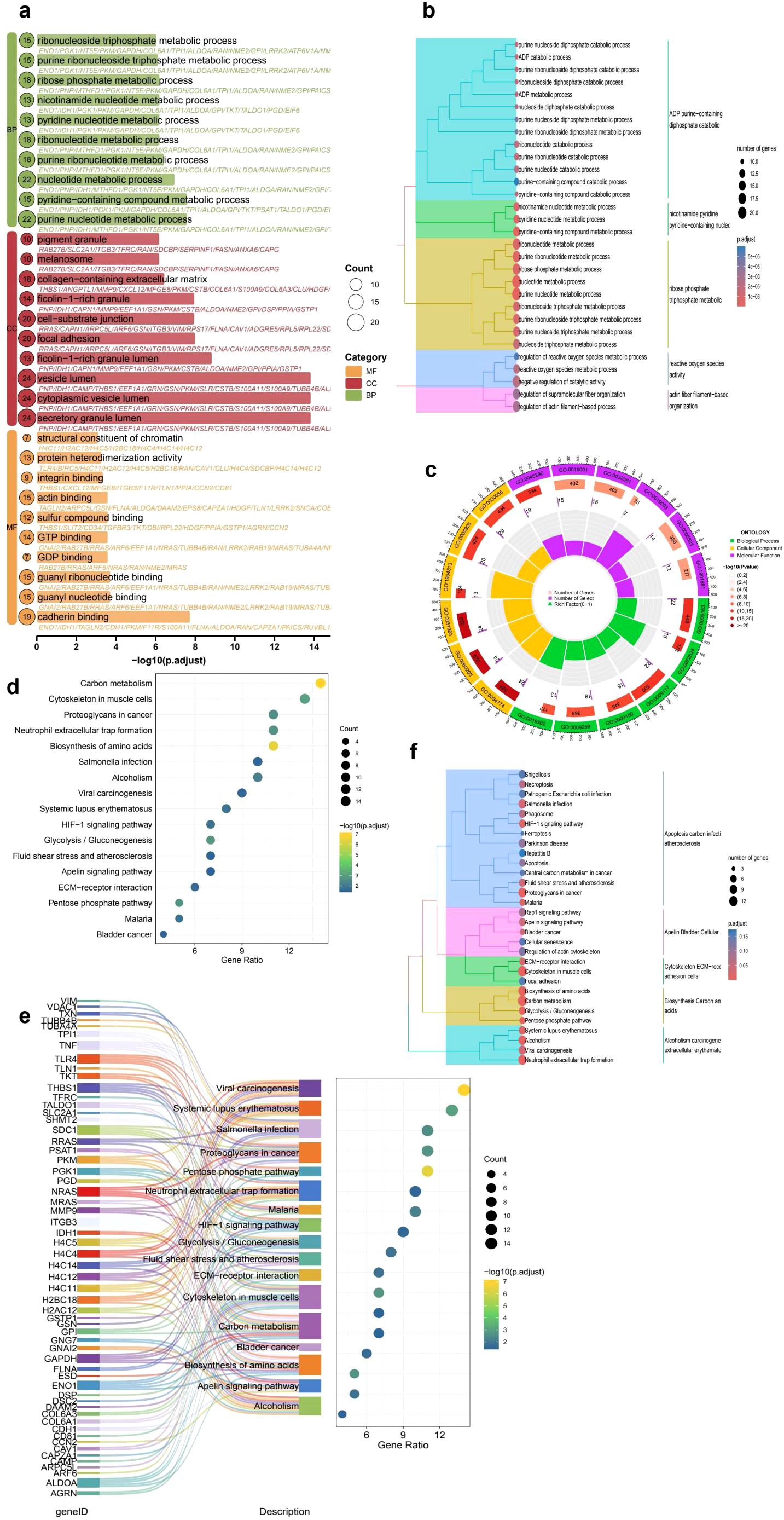 Gene ontology and pathway analysis visualizations are presented, detailing gene functions and pathways. Panel a shows a ranked bar chart of metabolic and binding processes. Panel b illustrates a clustered heatmap with categories such as MF (Molecular Function) and BP (Biological Process). Panel c displays a circular diagram indicating the number of genes across different ontologies. Panel d consists of a dot plot indicating gene ratio and pathway significance. Panel e employs a Sankey diagram linking gene IDs to descriptions. Panel f features a dendrogram with color-coded categories for various processes and pathways.