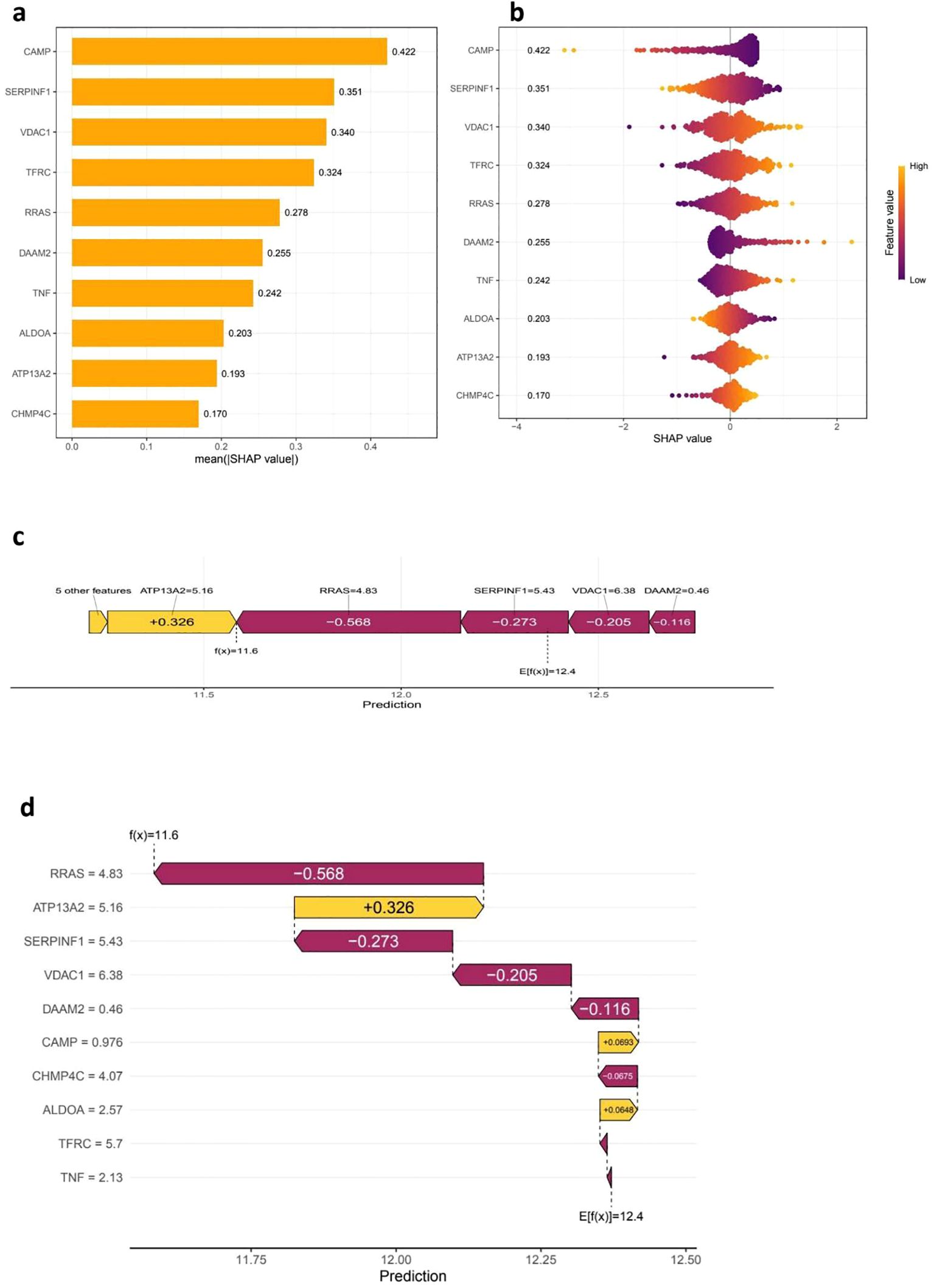 Four-panel image visualizing SHAP (SHapley Additive exPlanations) analysis. Panel (a) displays a bar chart of feature importance, highlighting 'CAMP' as the most significant feature with a mean SHAP value of 0.422. Panel (b) presents a dot plot showing SHAP value distributions across features, with color gradients representing feature values from high to low. Panel (c) illustrates a force plot demonstrating feature contributions to a prediction of 11.6 out of an expected 12.4. Panel (d) provides a detailed breakdown of contributions from individual features impacting the prediction value.