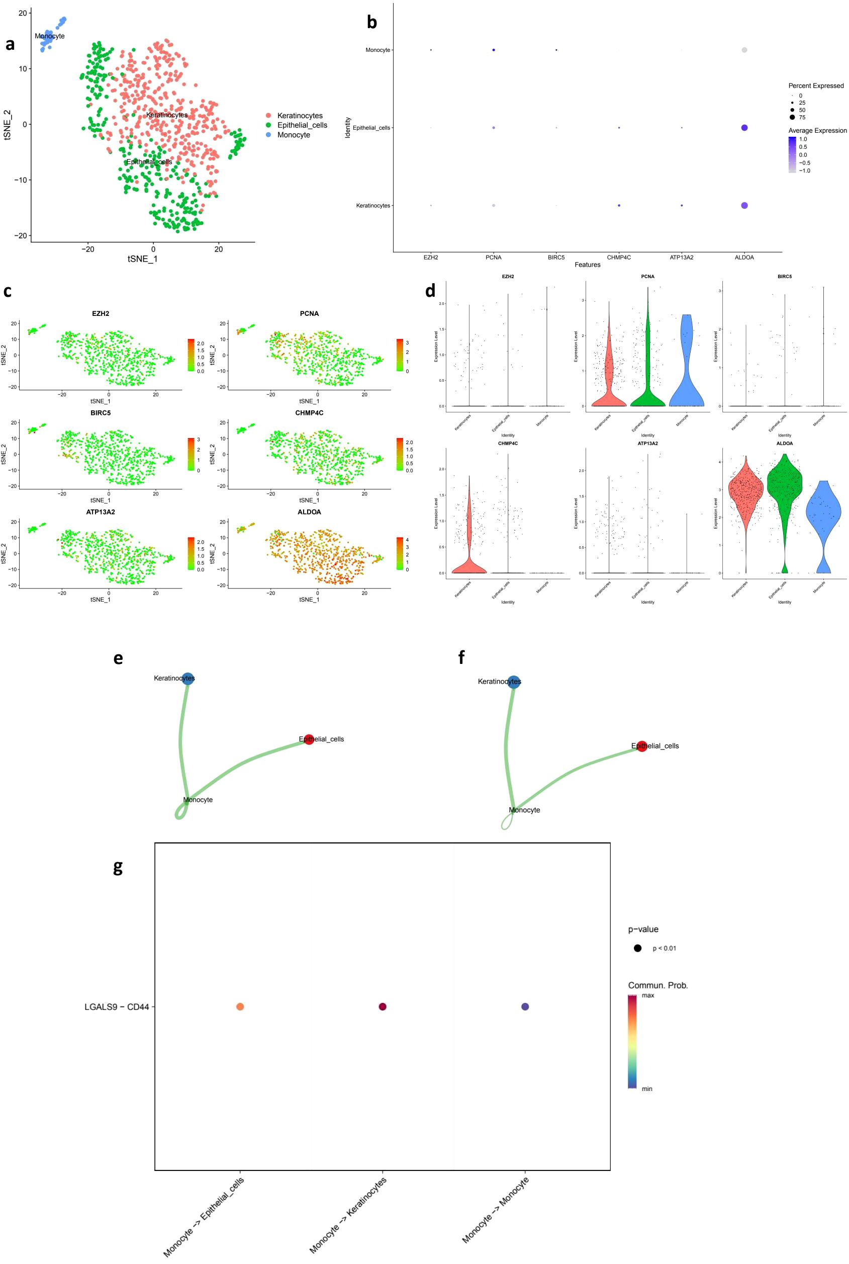 The image contains a series of panels illustrating different data visualizations. Panel (a) shows a tSNE plot categorizing cells into keratinocytes, epithelial cells, and monocytes. Panel (b) is a feature expression dot plot. Panel (c) consists of multiple tSNE expression plots for specific genes. Panel (d) displays violin plots for gene expression across different cell types. Panels (e) and (f) are pathway interaction diagrams showing connections between cell types. Panel (g) is a dot plot indicating significant communication probabilities between monocytes, epithelial cells, and keratinocytes.
