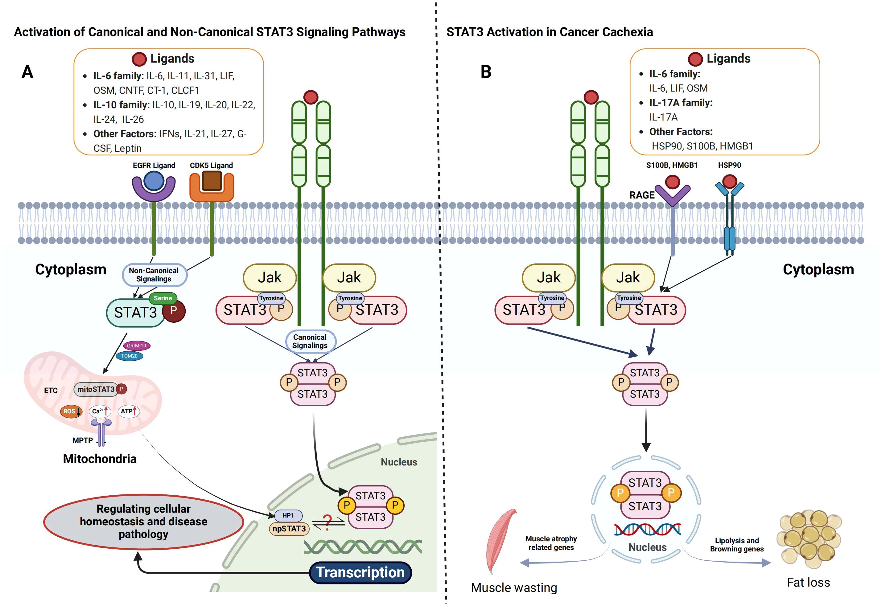 Diagram illustrating STAT3 signaling pathways. Panel A shows activation by ligands, leading to canonical and non-canonical signaling within a cell, affecting mitochondrial function and transcription. Panel B depicts STAT3 activation in cancer cachexia, highlighting ligand interaction, activation of muscle atrophy, and fat loss mechanisms. Each panel includes different ligands, pathways, and cellular effects.