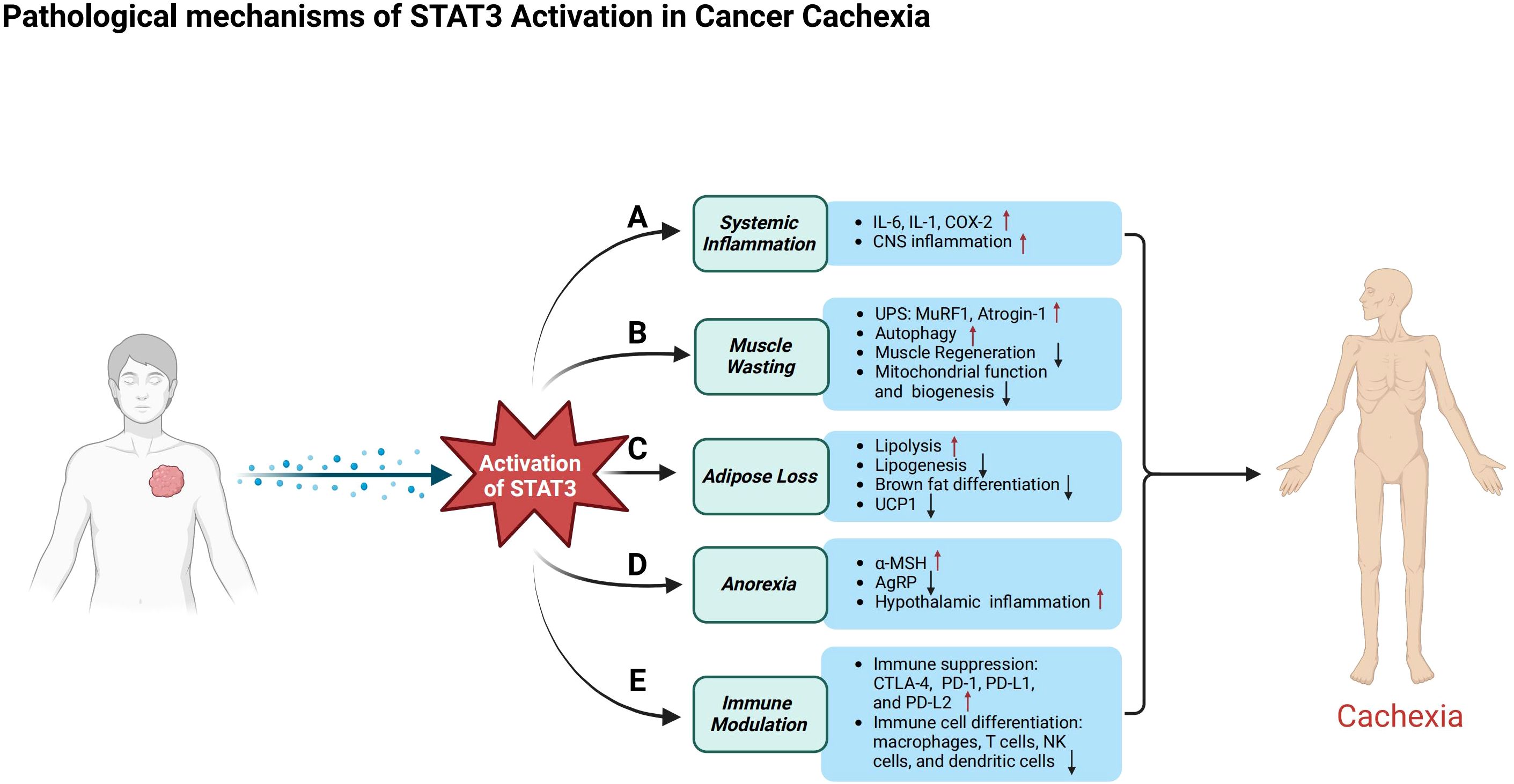 Illustration depicting the pathological mechanisms of STAT3 activation in cancer cachexia. A tumor activates STAT3, leading to five effects: systemic inflammation, muscle wasting, adipose loss, anorexia, and immune modulation. Each effect lists contributing factors. These collectively result in cachexia, illustrated by a withered figure.