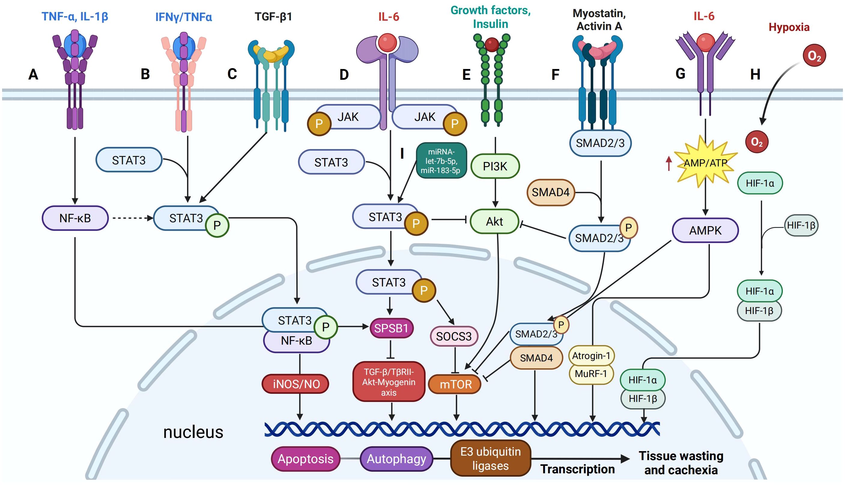 Signal transduction pathways involved in tissue wasting and cachexia. The diagram shows interactions between various cytokines and growth factors with their respective receptors (A-H), leading to intracellular signaling cascades through intermediates such as STAT3, JAK, PI3K, Akt, SMAD2/3, AMPK, and HIF-1α/β. These pathways regulate nuclear responses like transcription, apoptosis, autophagy, and protein degradation, contributing to tissue wasting.
