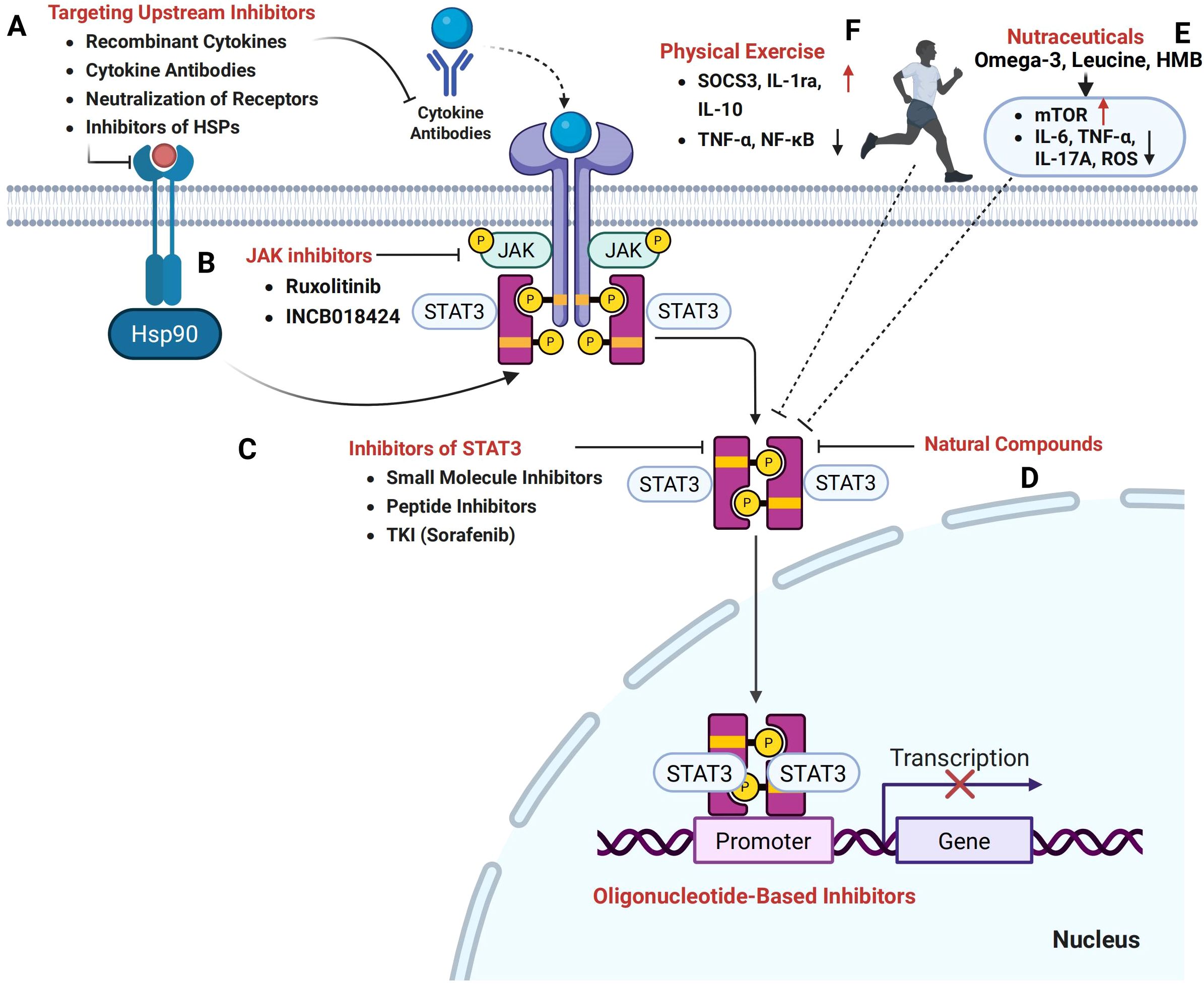Diagram illustrating the inhibition of the STAT3 signaling pathway. Sections include targeting upstream inhibitors with recombinant cytokines and cytokine antibodies (A), JAK inhibitors like Ruxolitinib (B), STAT3 inhibitors including small molecule inhibitors (C), natural compounds (D), effects of nutraceuticals like Omega-3 and leucine decreasing inflammatory markers (E), and physical exercise effects increasing SOCS3 and IL-10 (F). The pathway controls processes from the cell membrane to the nucleus, where transcription of genes is inhibited.