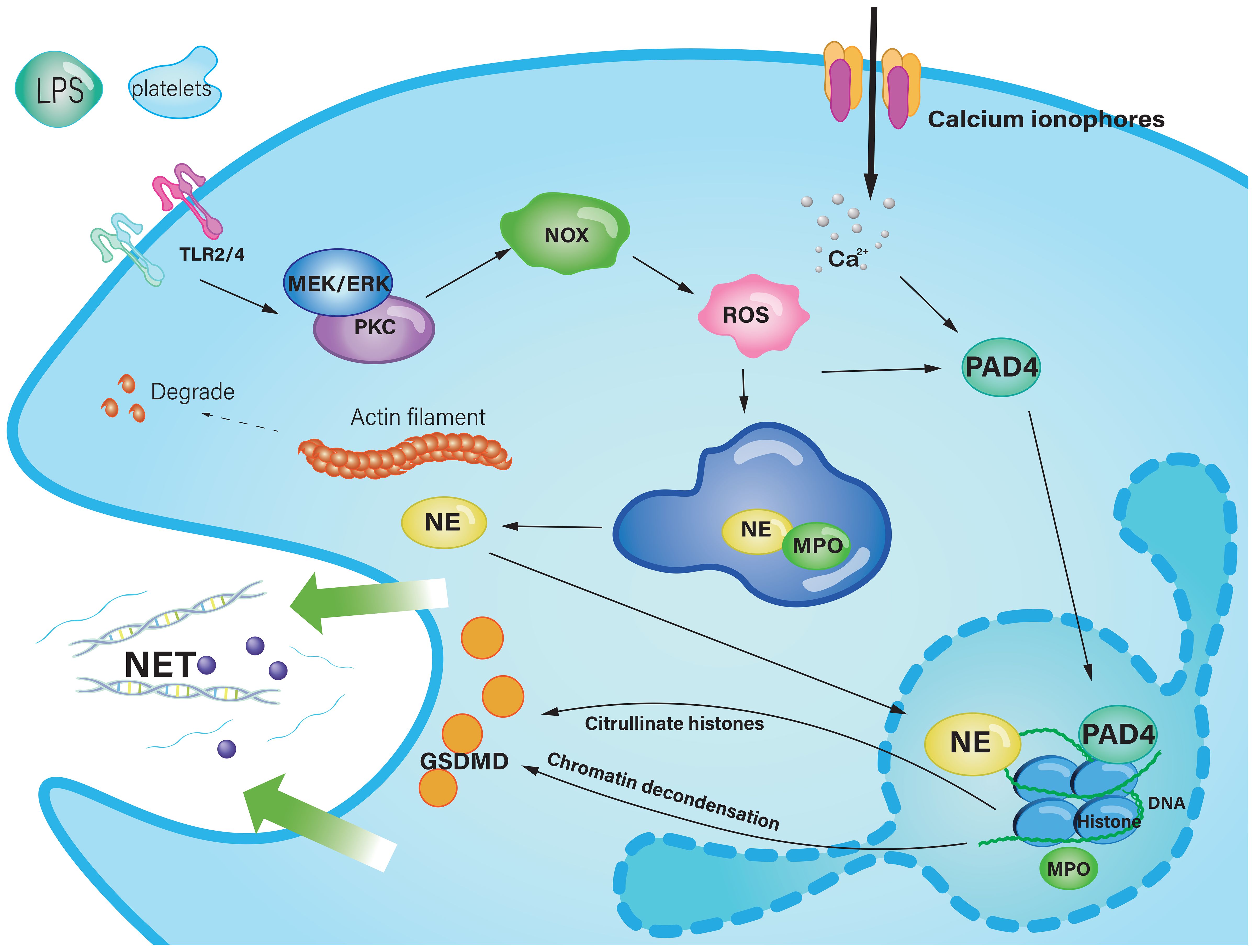 Illustration of a cellular process involving neutrophil extracellular trap (NET) formation. Platelets and lipopolysaccharides activate TLR2/4, leading to MEK/ERK and PKC activation. This affects actin filaments, NOX, ROS, and PAD4. Calcium ionophores elevate Ca2+ levels, further activating PAD4. The process involves chromatin decondensation, citrullination of histones, and the action of NE and MPO enzymes, culminating in the release of NETs.