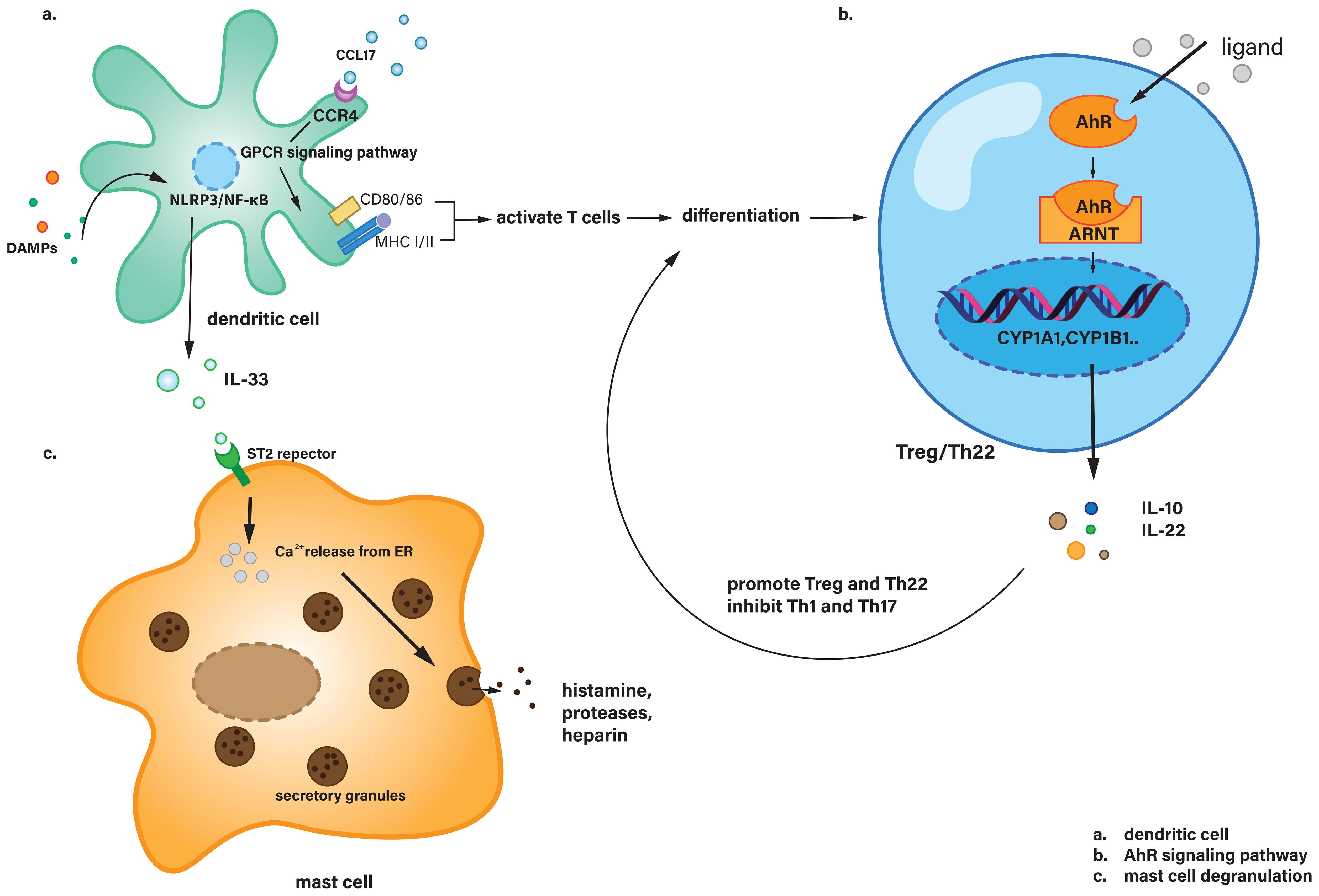 Diagram illustrating immune responses involving dendritic cells, AhR signaling pathway, and mast cell degranulation. Dendritic cells activate T cells via GPCR signaling, leading to the release of IL-33. The AhR pathway involves ligand binding, promoting Treg/Th22 differentiation and producing IL-10 and IL-22, inhibiting Th1 and Th17. Mast cells, with ST2 receptors, release calcium from the ER and secrete histamine, proteases, and heparin. Each part is labeled with a corresponding explanation: dendritic cell, AhR signaling pathway, and mast cell degranulation.