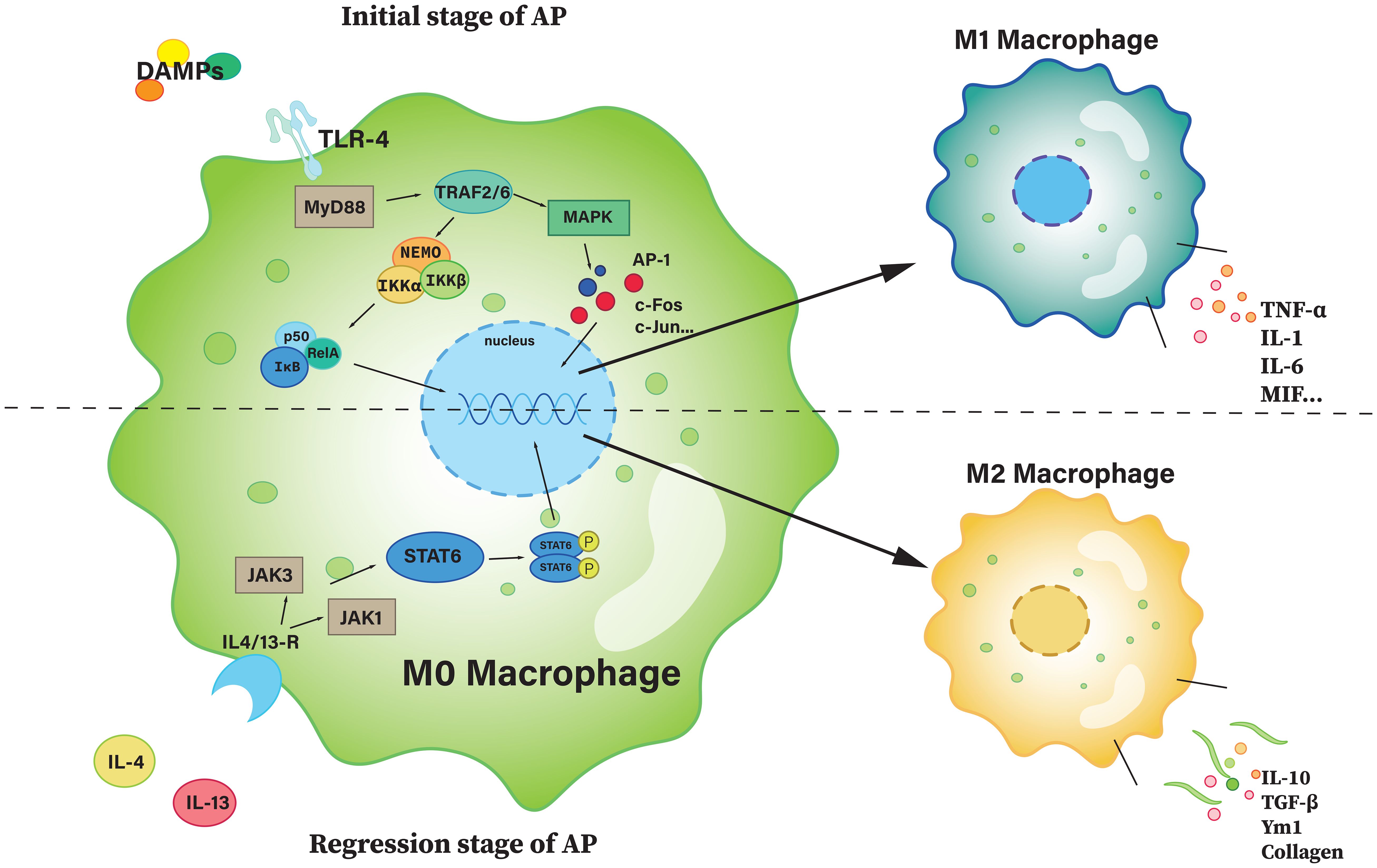 Diagram illustrating macrophage polarization in acute pancreatitis (AP). The M0 macrophage is shown with pathways leading to M1 or M2 macrophages. M1 releases TNF-α, IL-1, IL-6, and MIF, while M2 releases IL-10, TGF-β, Ym1, and collagen. Initial and regression stages of AP are labeled, with signaling pathways involving TLR-4, MyD88, TRAF2/6, MAPK, STAT6, JAK1/3, and DAMPs.