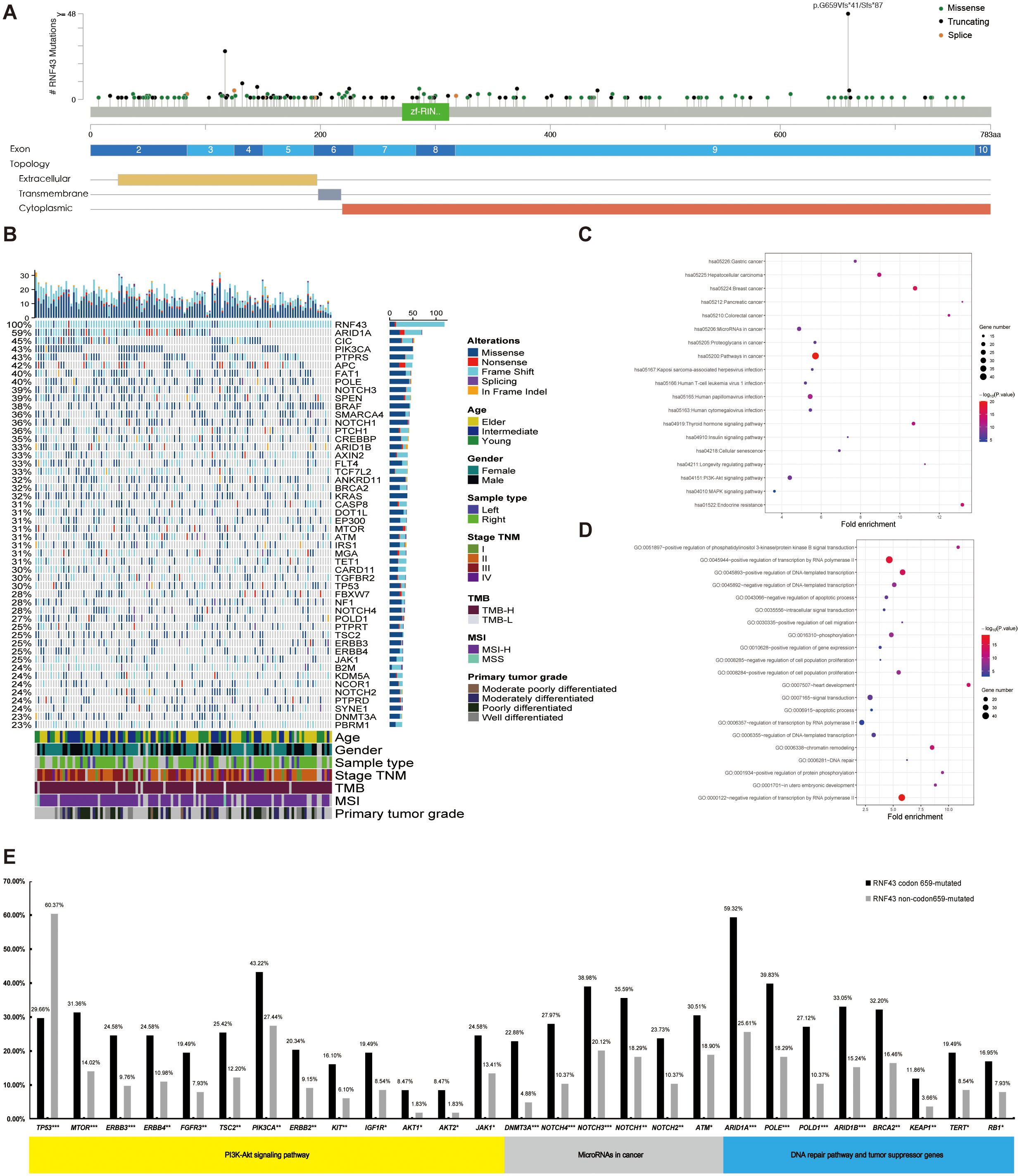 A multi-panel image depicting genomic data analysis. Panel A is a protein domain structure with mutation types such as missense, truncating, and splice, shown on a linear protein diagram. Panel B is a heatmap displaying various genetic alterations across different samples, annotated with age, gender, sample type, stage, TMB, MSI, and tumor grade. Panel C and D are dot plots indicating gene set enrichment analysis, with fold enrichment and color-coded significance. Panel E is a bar graph summarizing mutation frequencies in genes associated with specific signaling pathways, highlighting differences between RNF43 codon 659 mutated and non-mutated groups.
