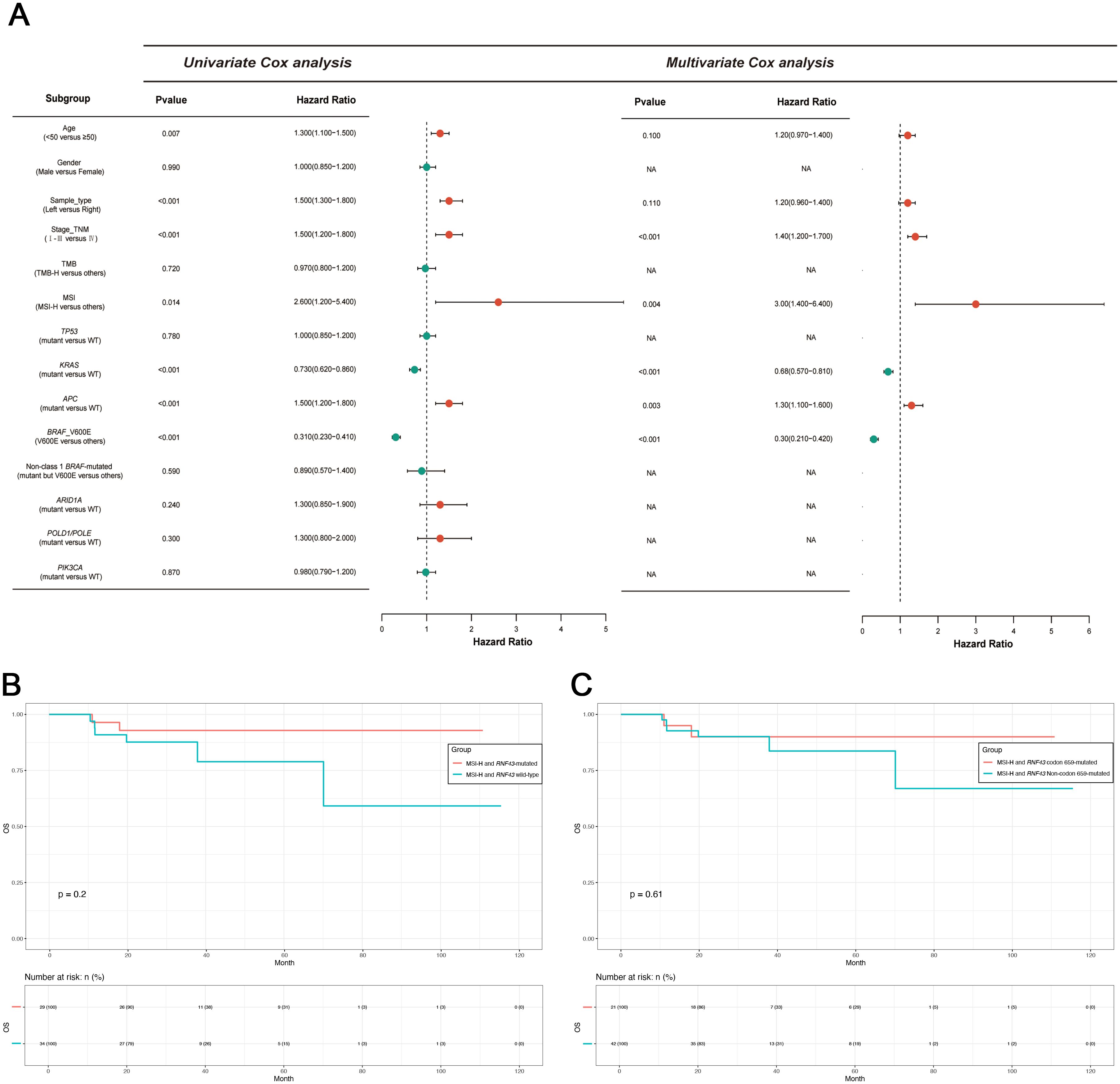 Panel A shows forest plots of univariate and multivariate Cox analyses with hazard ratios and p-values for various subgroups. Panels B and C are Kaplan-Meier survival curves comparing different groups, with distinct survival probabilities over time and p-values of 0.42 and 0.61, respectively.