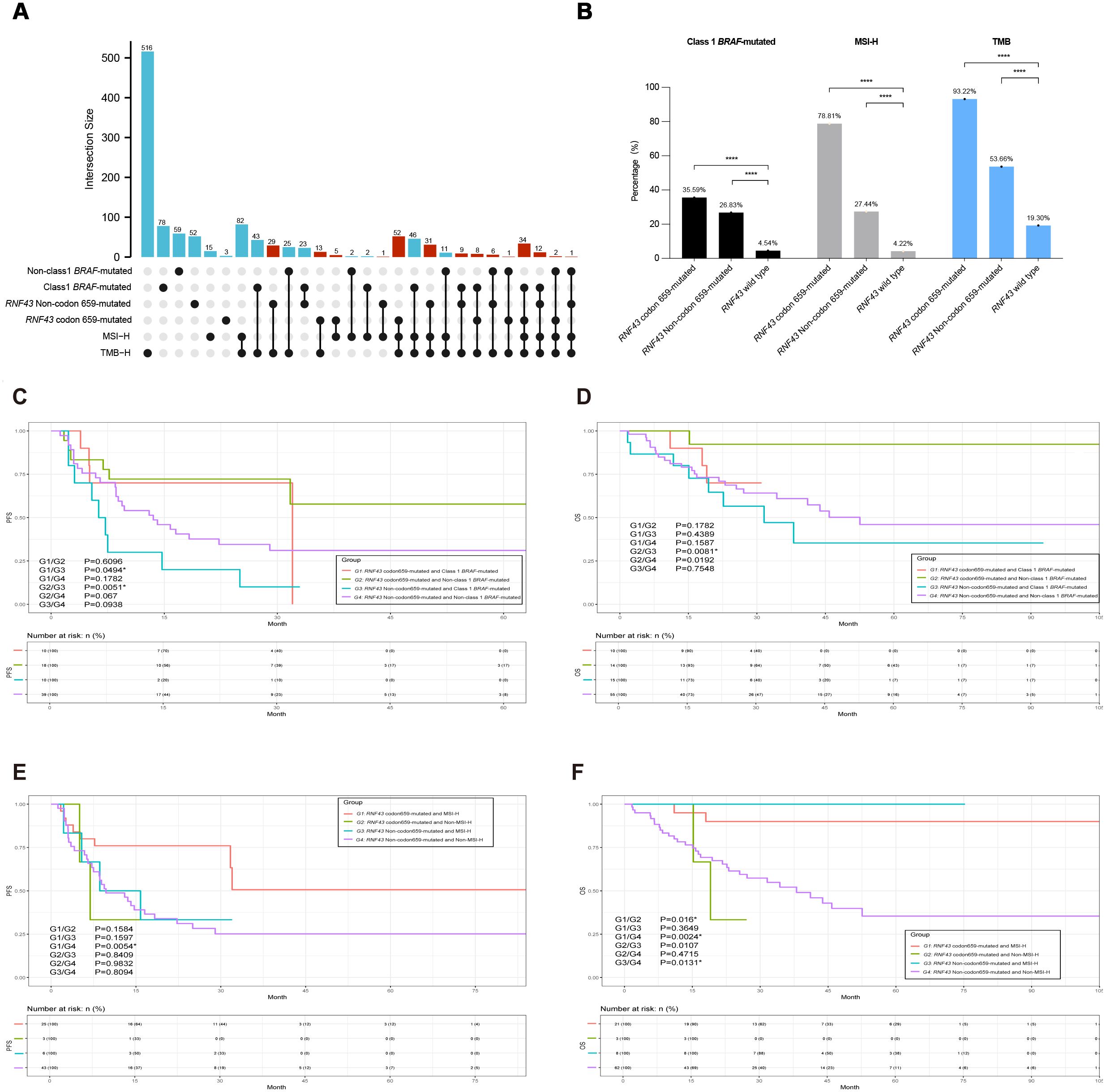 Graphic with multiple panels depicting data analyses. Panel A shows an upset plot with intersecting mutation data for BRAF, RNF43, and MSI, highlighting intersection sizes. Panel B presents a bar chart comparing percentages of Class 1 BRAF-mutated, MSI-H, and TMB statuses, with significant differences indicated. Panels C to F display Kaplan-Meier survival curves comparing various genetic mutation groups across different months, each with p-values and numbers at risk indicated below the graphs.