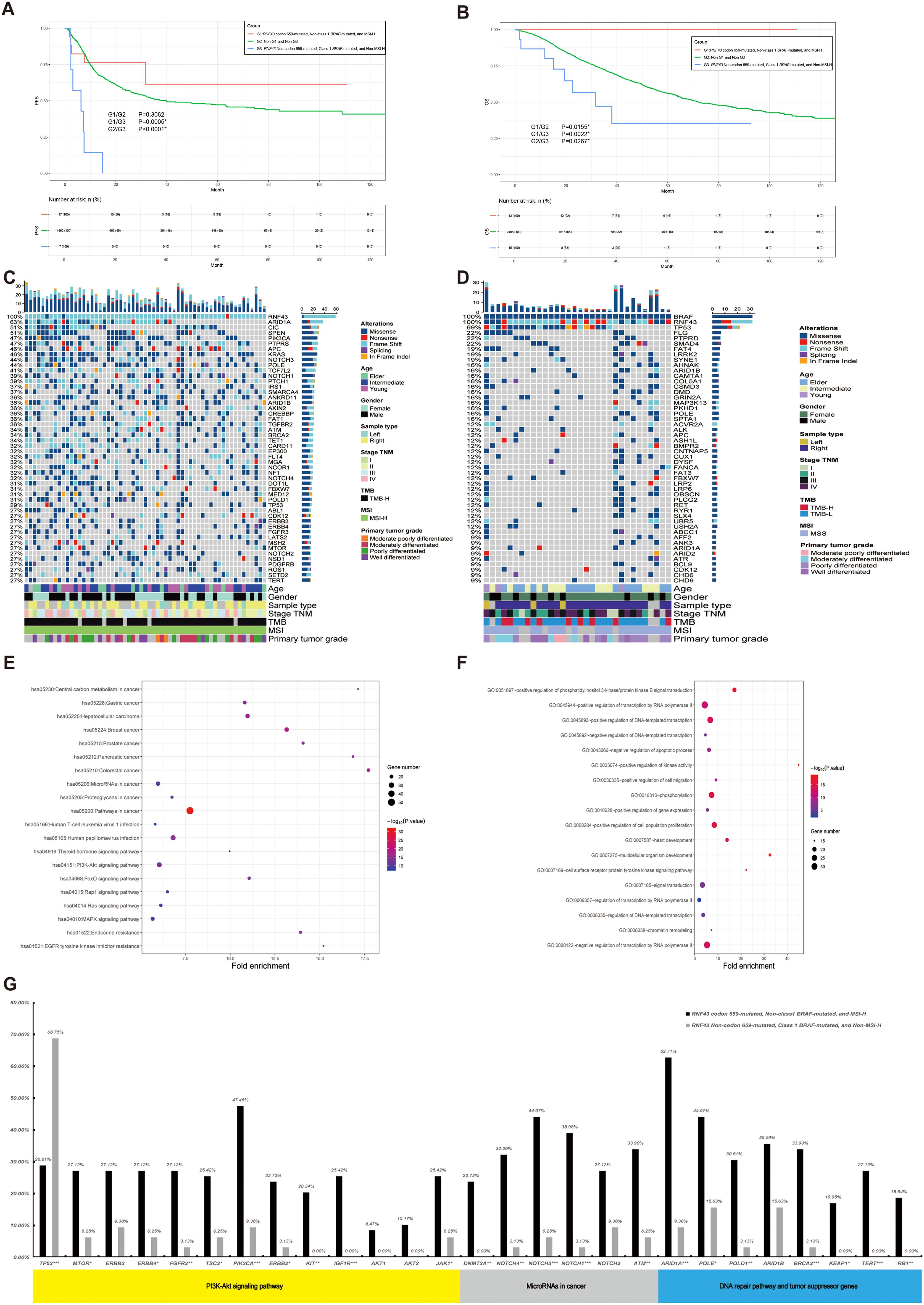 Survival analysis and heatmap charts, graphs, and bar plots depicting various clinical and genetic data. Panels A and B show Kaplan-Meier survival curves for different patient groups with associated statistics. Panels C and D display heatmaps of genetic alterations with demographic annotations. Panel E and F comprise dot plots highlighting gene enrichment with fold enrichment and P-values. Panel G features bar charts illustrating the percentage presence of specific genes within pathways like PI3K-Akt and DNA repair. Statistical significance and gene counts are detailed.