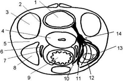 Cross-sectional diagram of the human female pelvis, depicting structures such as pelvic organs, ligaments and nerves, labeled numerically from 1 to 14.