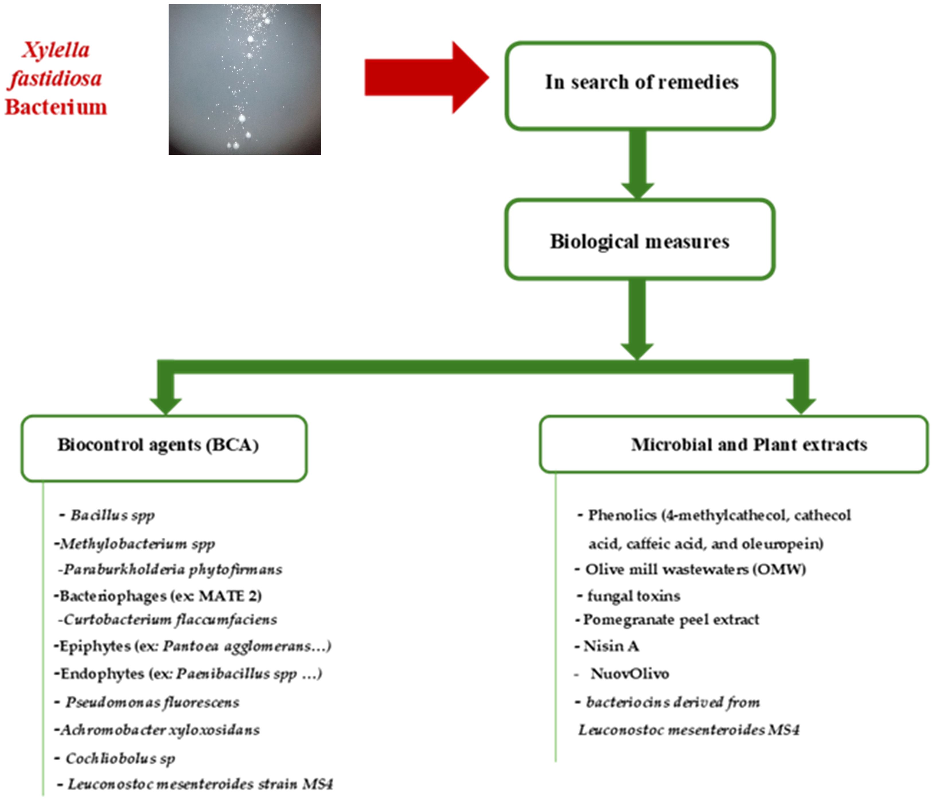 Diagram illustrating remedies for the Xylella fastidiosa bacterium. It shows a progression from identifying the bacterium to biological measures, categorized into biocontrol agents and microbial and plant extracts. Biocontrol agents include Bacillus spp and others, while extracts encompass phenolics, olive mill wastewaters, and more.
