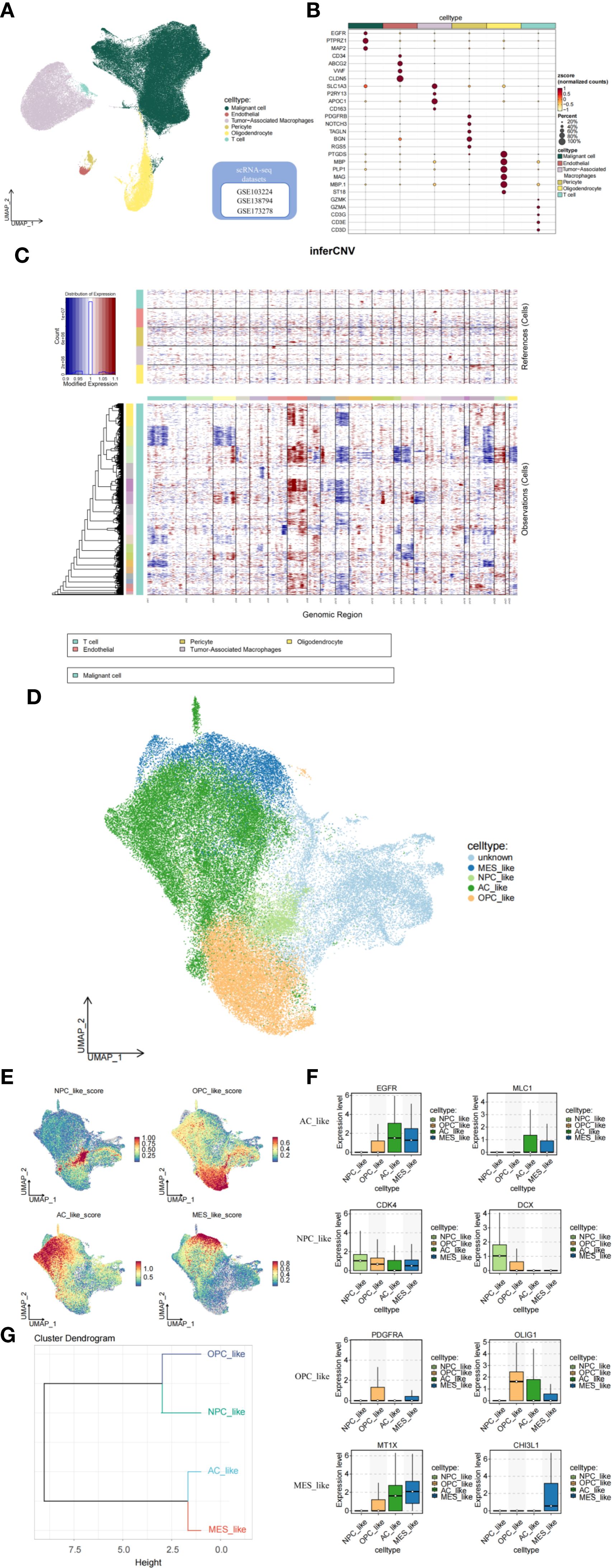 A set of panels illustrating single-cell RNA sequencing data and analysis. Panel A shows a UMAP plot of cell clusters from various cell types, including malignant cells and T cells, with three datasets referenced. Panel B is a dot plot showing gene expression levels across different cell types. Panel C depicts expression heatmaps for genomic regions. Panel D presents another UMAP plot with different clustering of cell types like NPC_like and AC_like cells. Panel E provides score overlays for different cellular characteristics on UMAPs. Panel F contains box plots of gene expression across cell types. Panel G displays a dendrogram of cell type clusters.